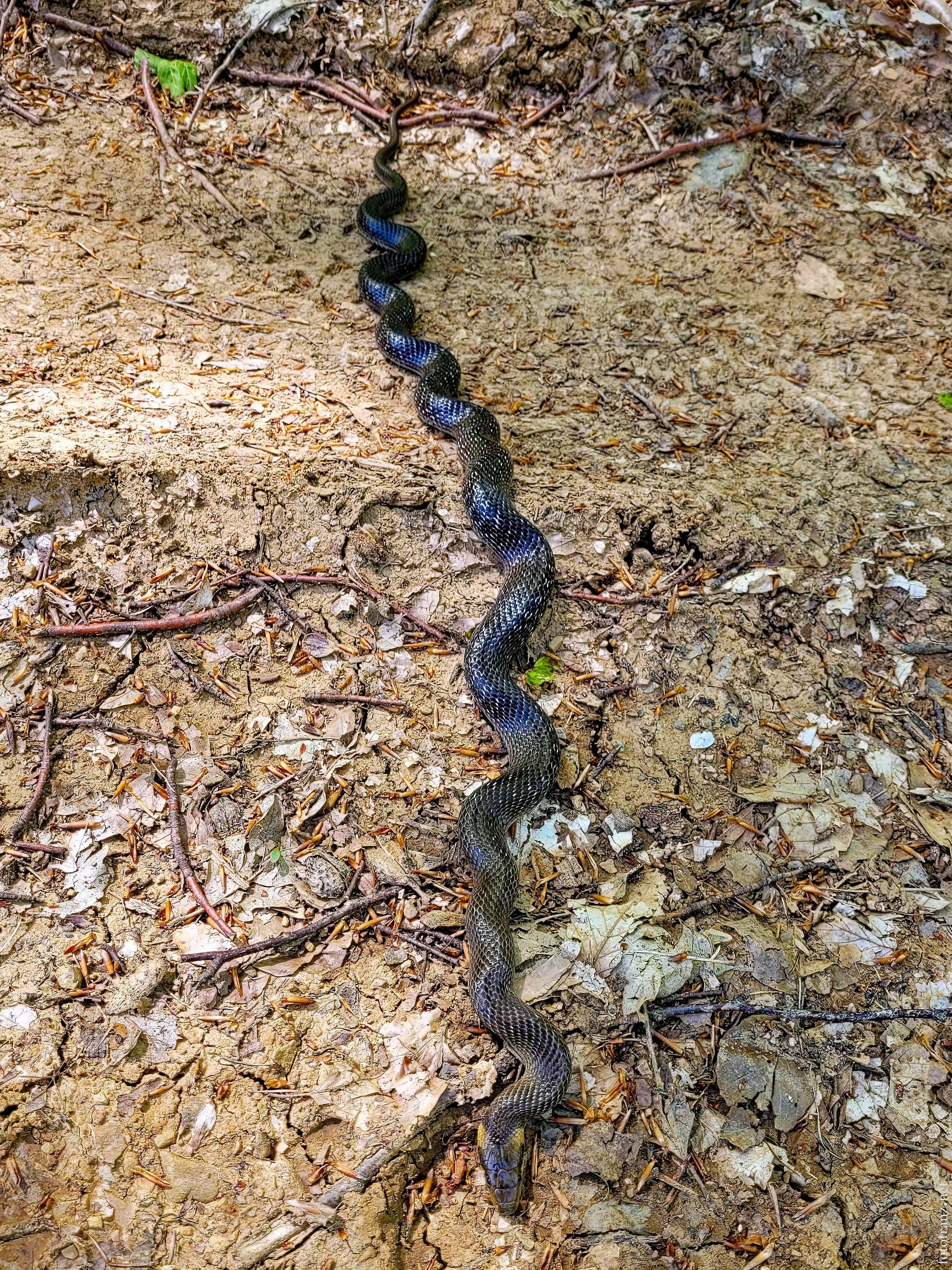 Eine schwarze Schlange mit bläulichen Schuppen, die sich auf dem Boden zwischen Erde, Blättern und kleinen Zweigen schlängelt.