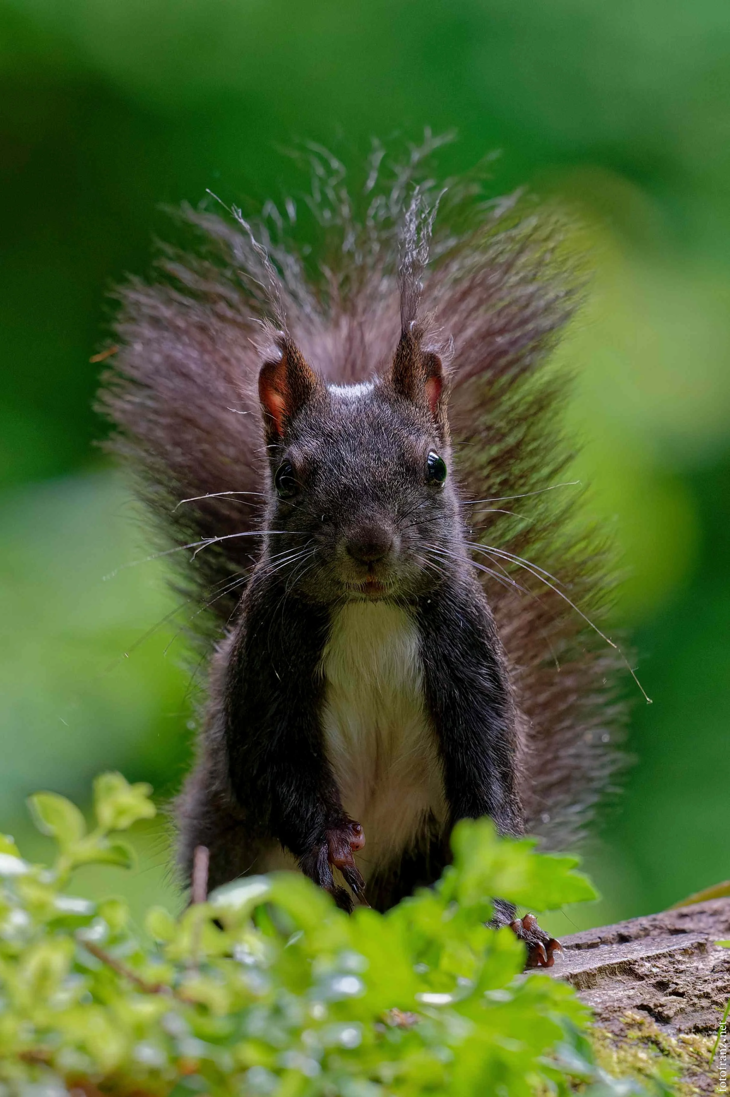 Ein Eichhörnchen steht auf einem Baumstamm, Blick direkt in die Kamera, mit grünem Hintergrund.