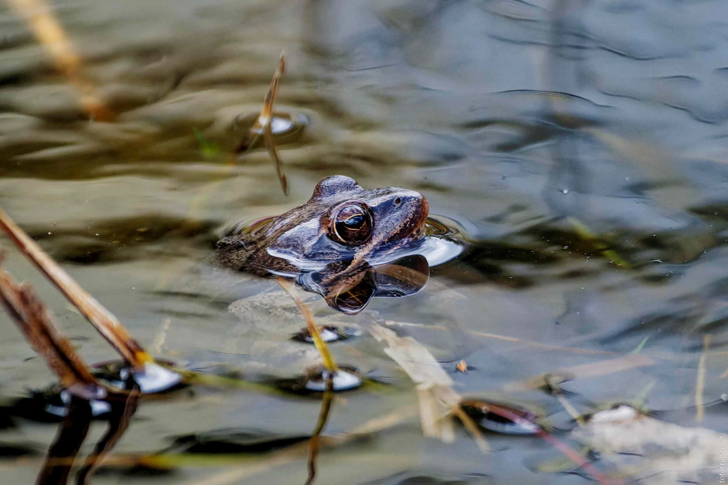 Frosch schwimmt im Wasser, umgeben von Wasserpflanzen und Schlamm.
