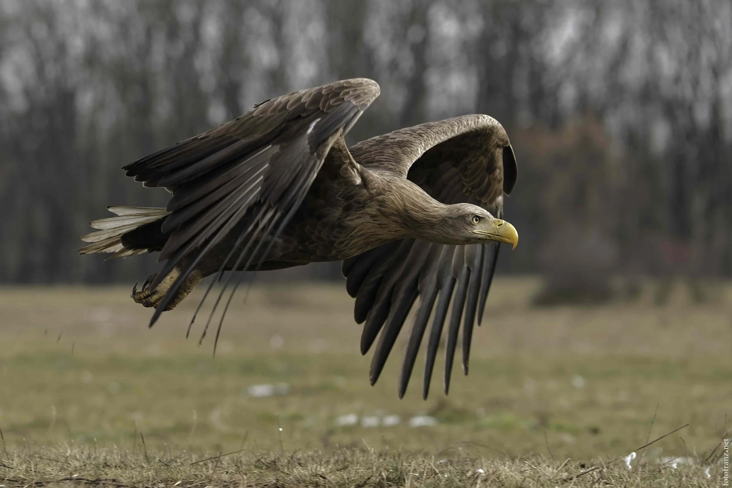 Ein großer Greifvogel fliegt mit ausgebreiteten Flügeln über eine offene Wiese, im Hintergrund Bäume.