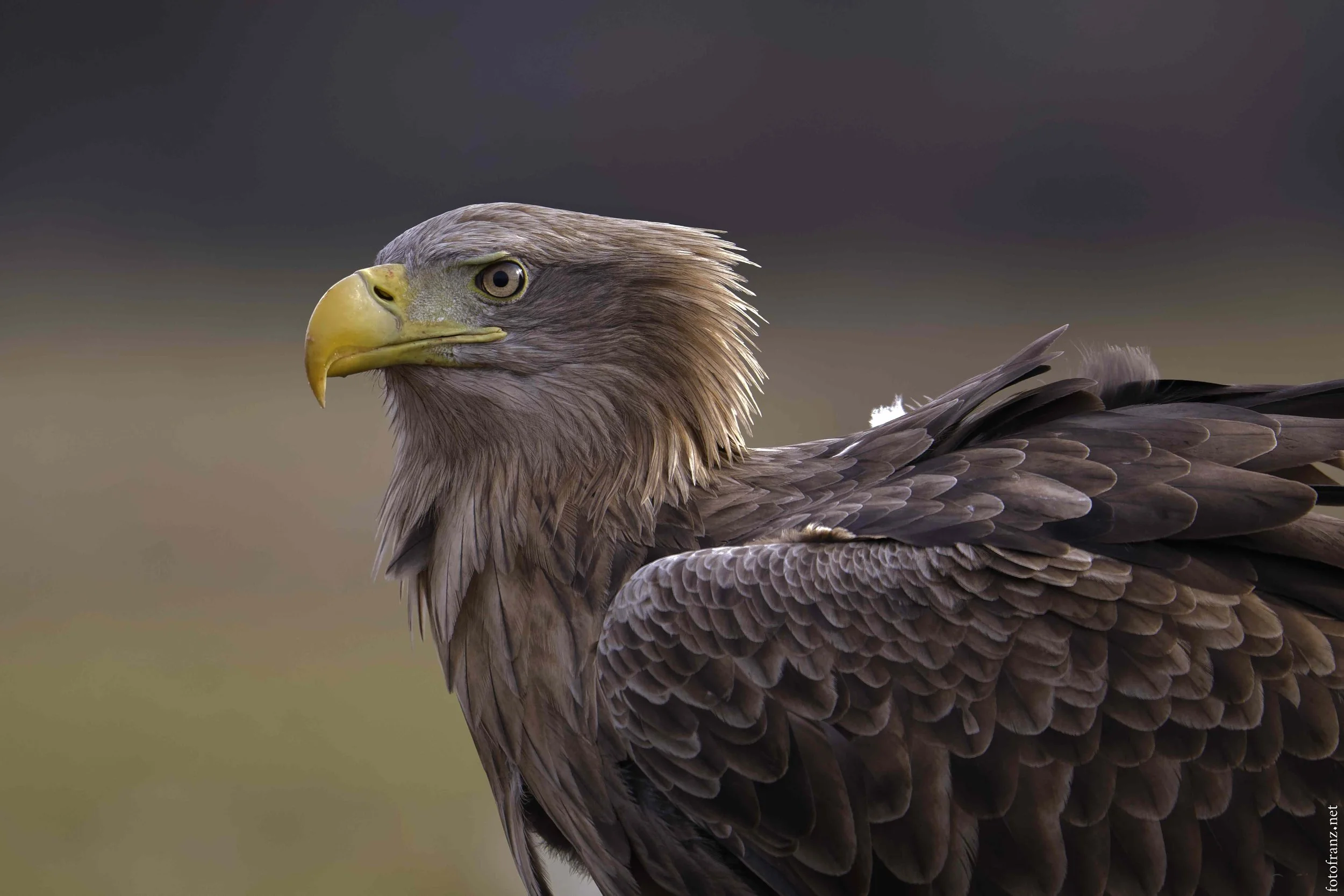 Nahaufnahme eines Adlers mit braunen Federn, gelber Schnabel und gelben Augen vor einem unscharfen Hintergrund.