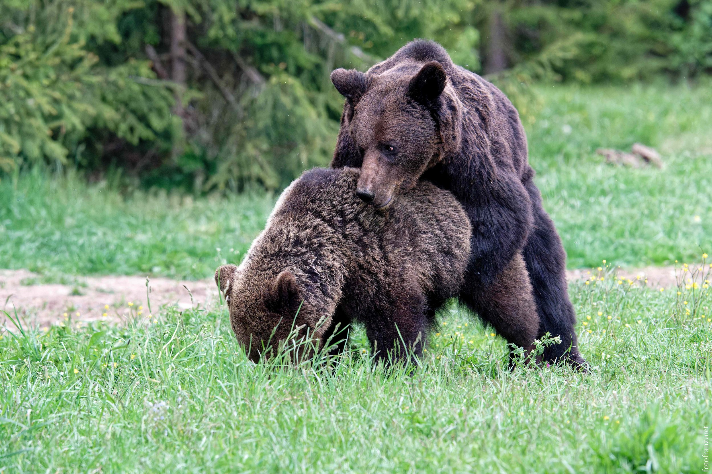 Zwei Braunbären, ein erwachsener und ein Jungbär, beim Fressen im grünen Gras in einem Waldgebiet.