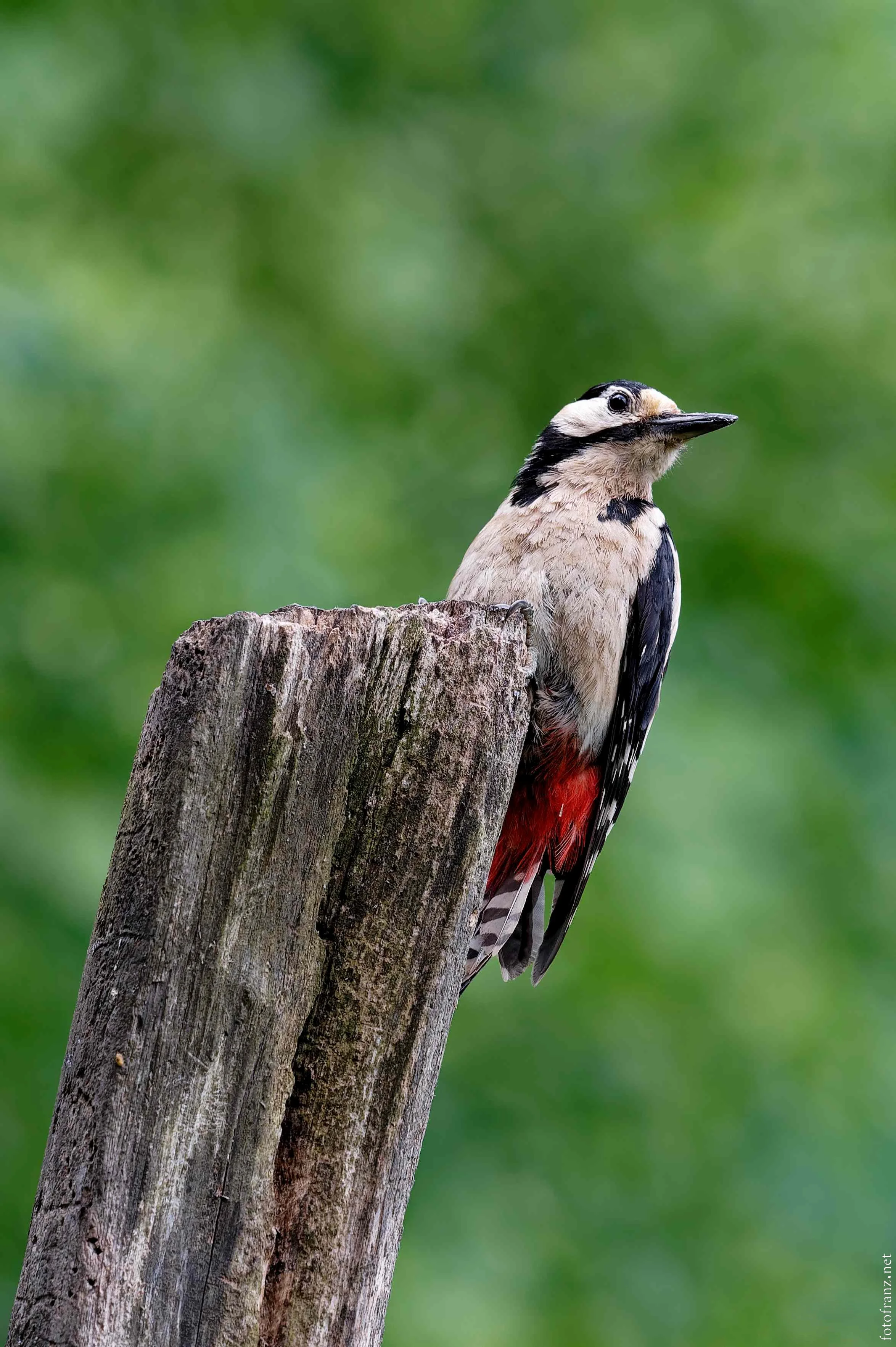 Ein Specht sitzt auf einem Baumstumpf mit grünem Hintergrund.