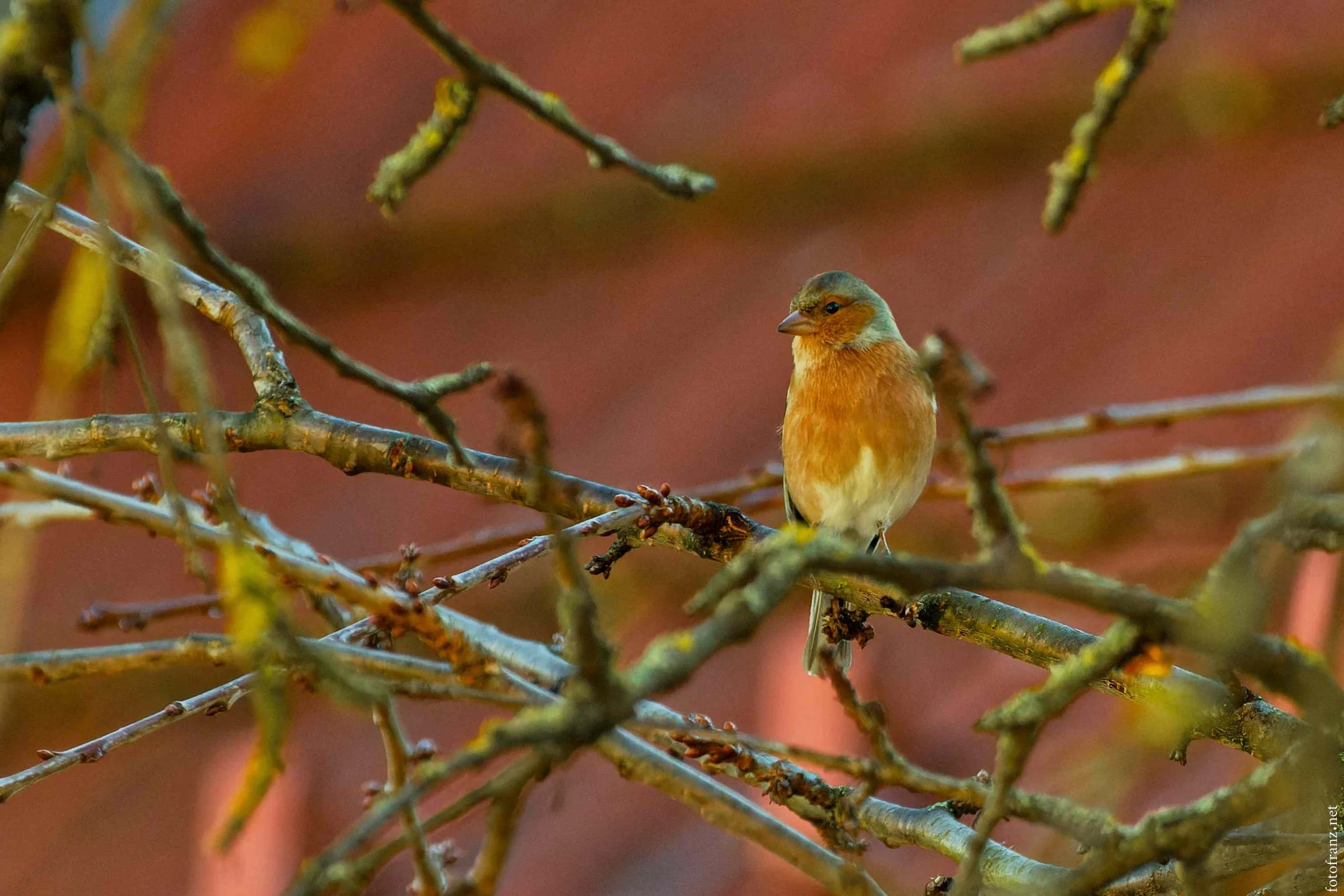 Ein kleiner Sperling sitzt auf einem Zweig in einem Baum, mit einem warmen, unscharfen Hintergrund.