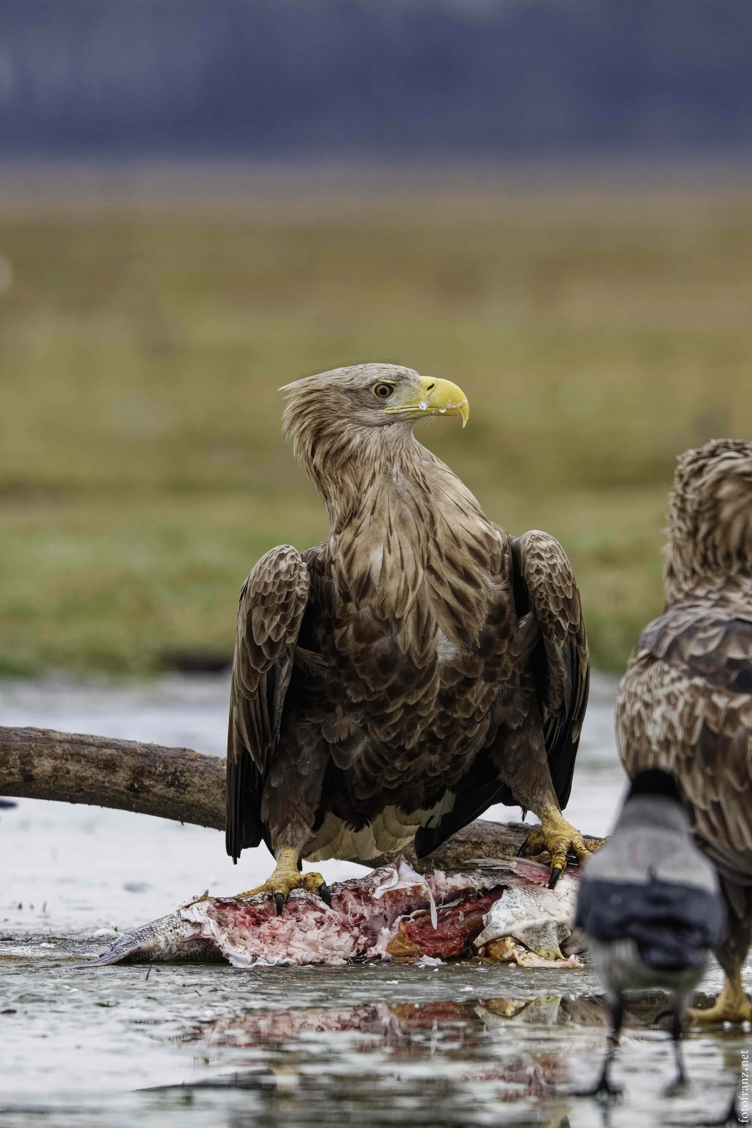 Ein Seeadler steht auf einer leer gegessenen Beute, einem Fisch, am Ufer eines Gewässers.