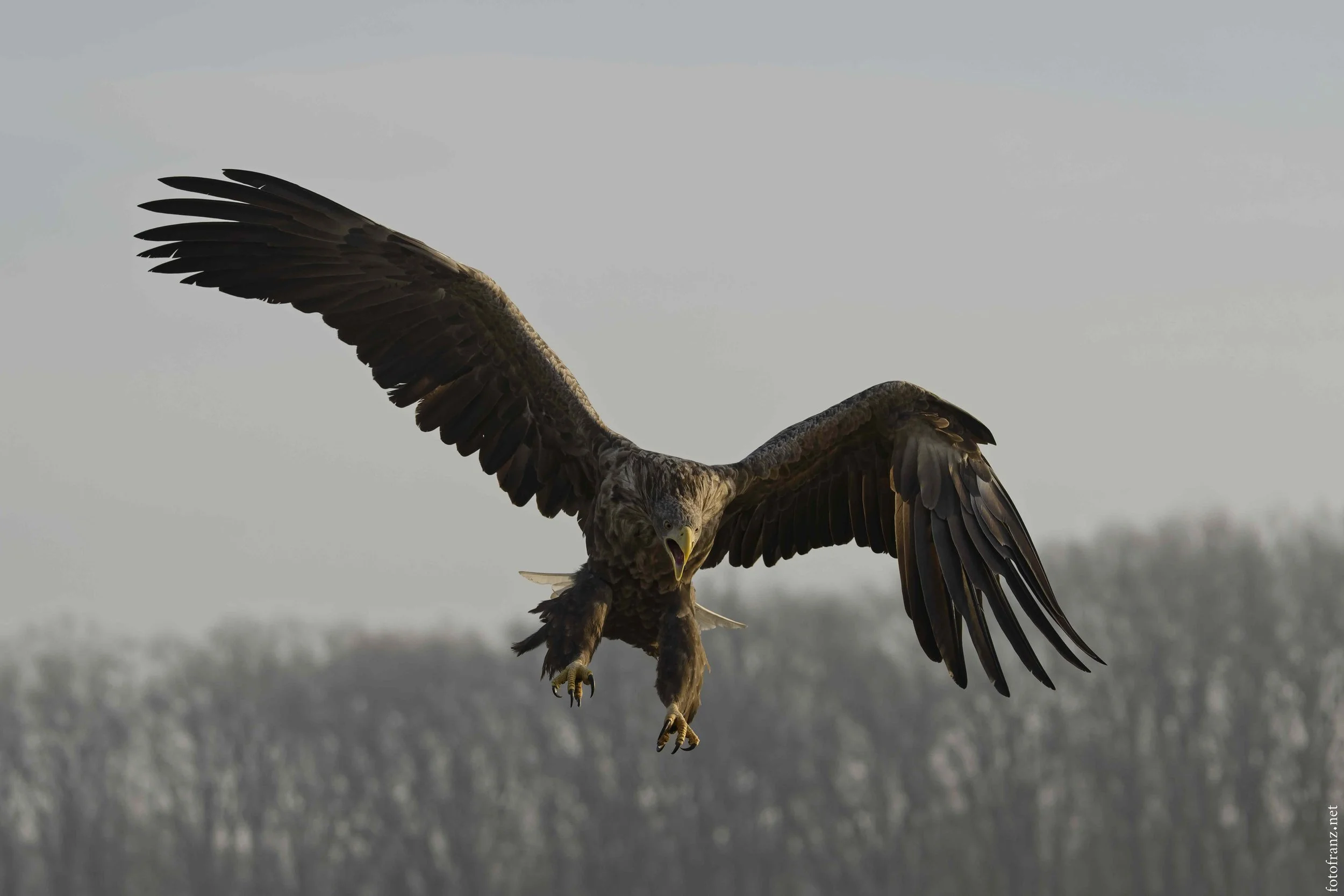 Ein Adler fliegt mit ausgebreiteten Flügeln durch die Luft, hebt seine Krallen, Blick nach vorne gerichtet, im Hintergrund Bäume und Himmel.