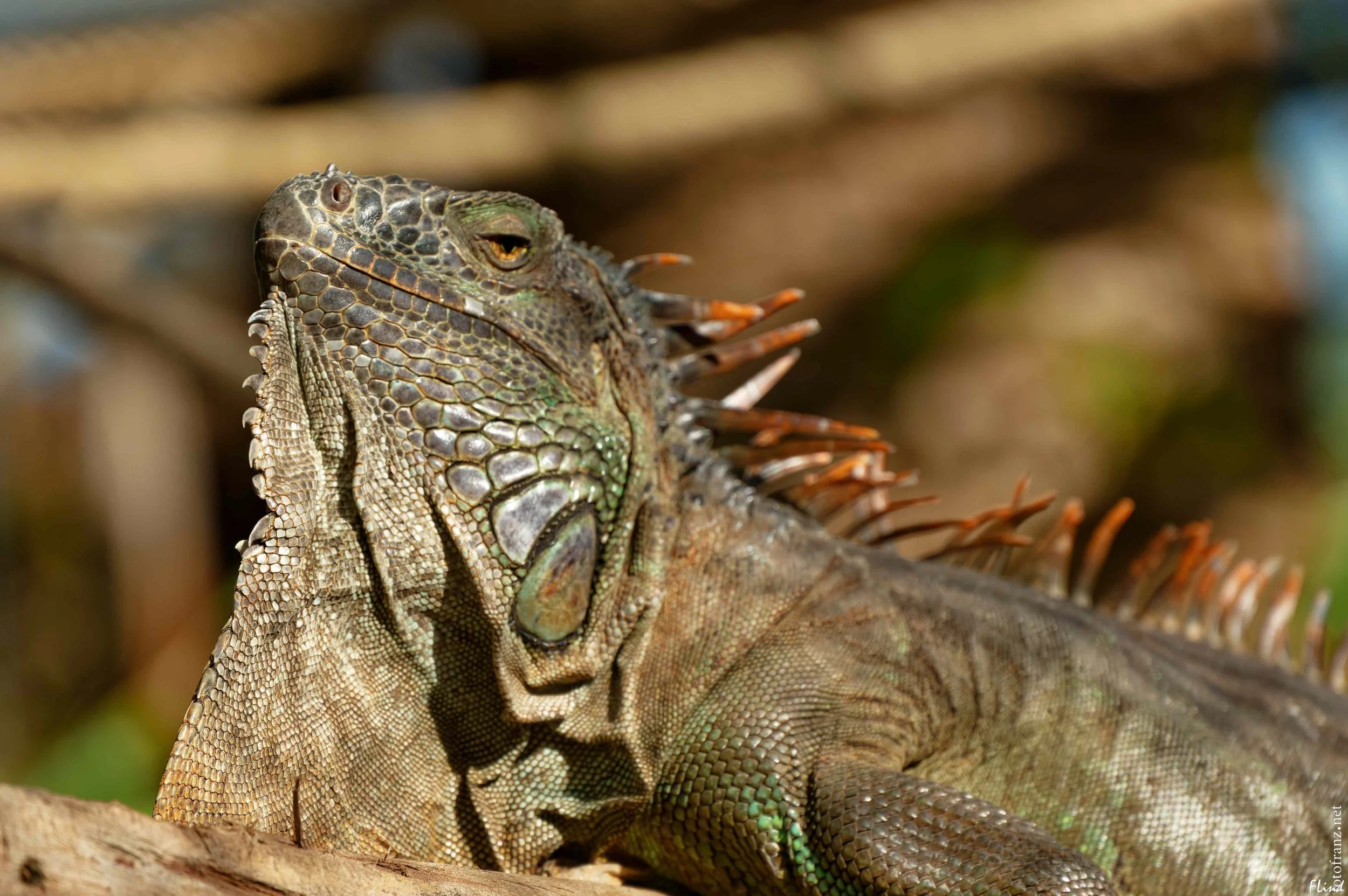 Nahaufnahme eines grünen Leguans, der auf einem Baumstamm liegt. Der Leguan hat eine sichelförmige Kammstruktur entlang des Rückens.
