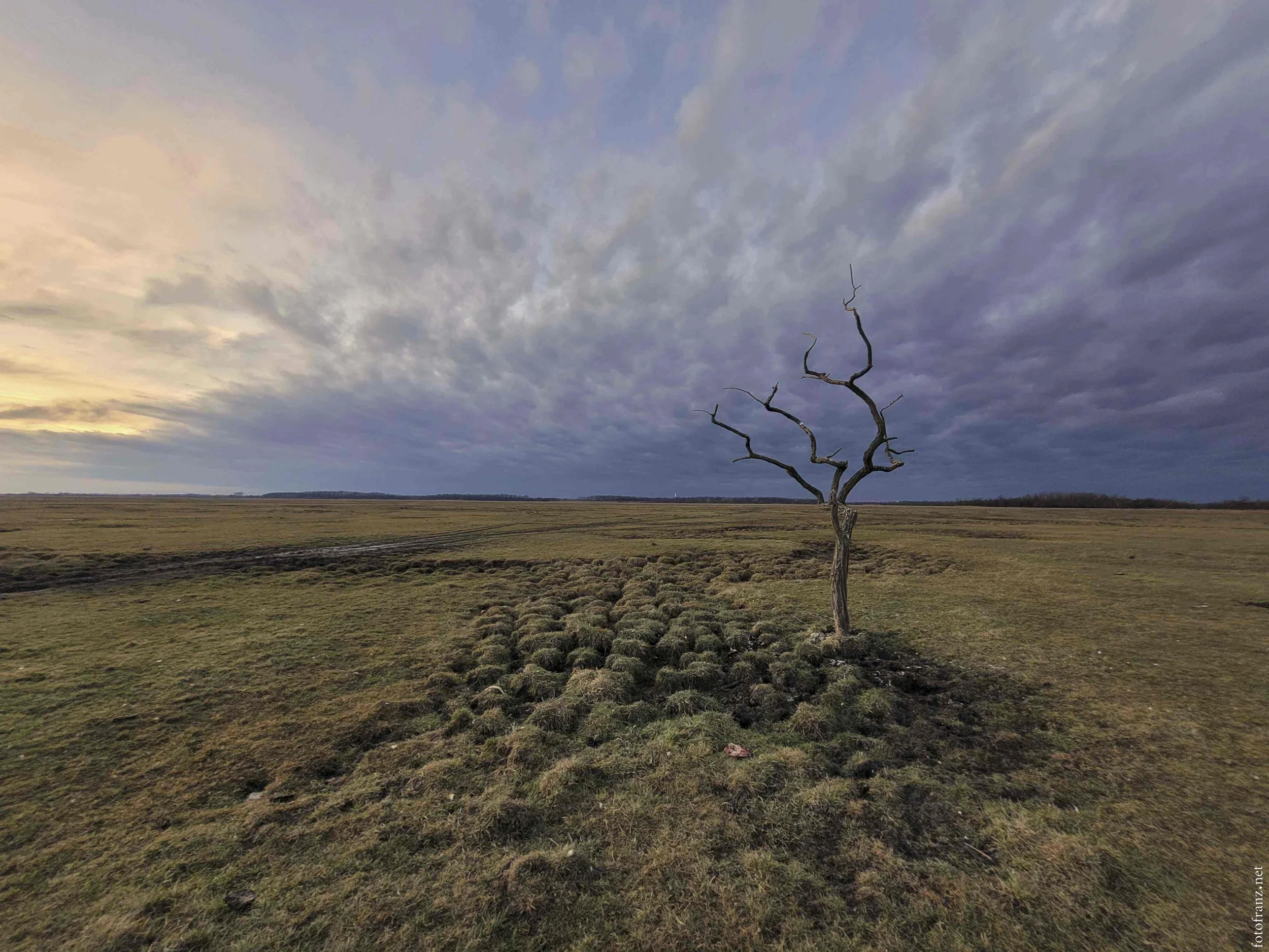 Ein einzelner, karger Baum ohne Blätter steht in einer weiten offenen Landschaft mit Grasfläche. Der Himmel ist bewölkt mit dunklen Wolken, im Hintergrund ist der Horizont sichtbar.