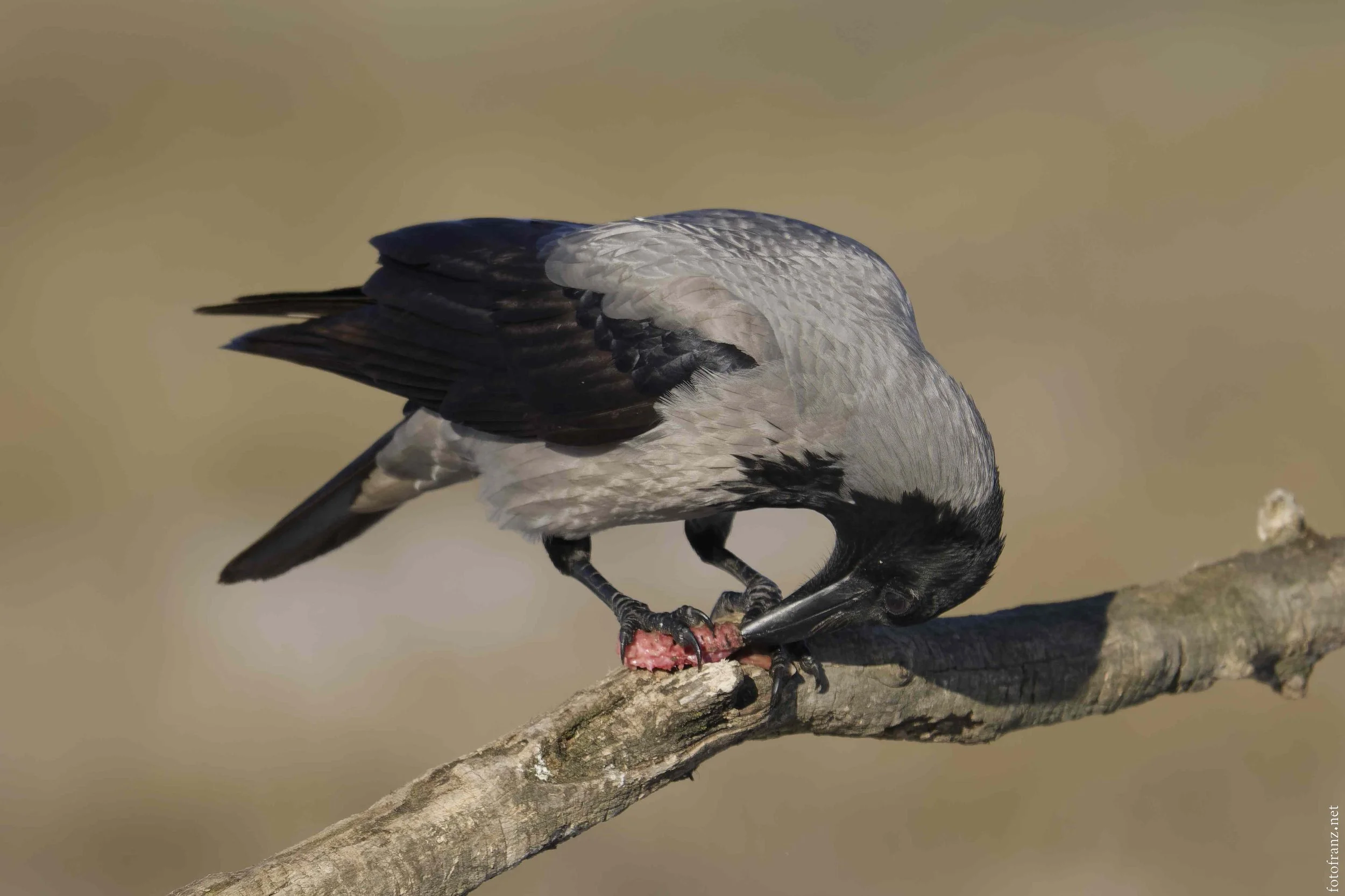 Ein Vogel, vermutlich eine Krähe, sitzt auf einem Ast und frisst rotes Fleisch.