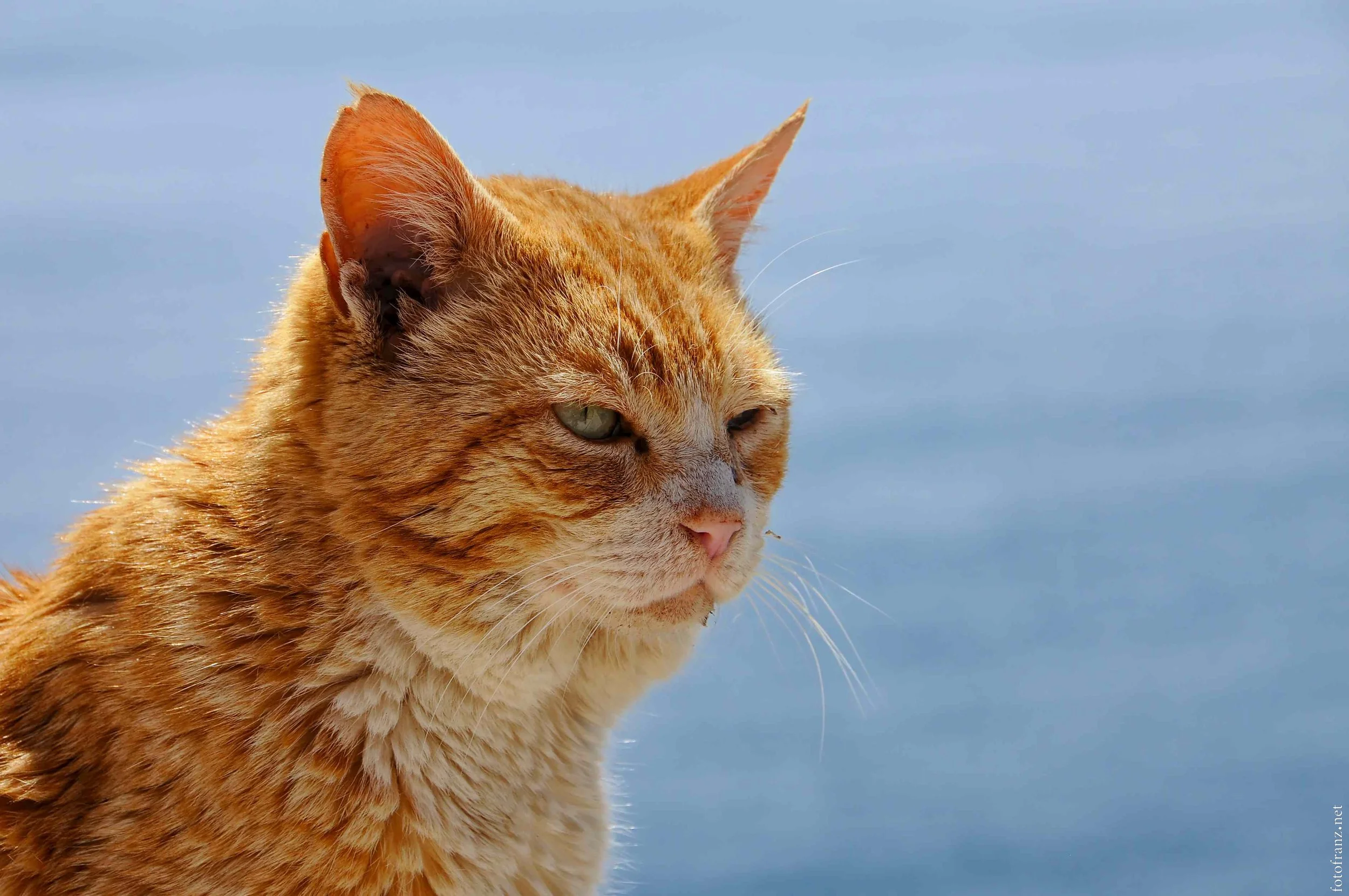 Ein orangefarbener Katze mit grünem Blick und entspanntem Ausdruck vor Himmelhintergrund.