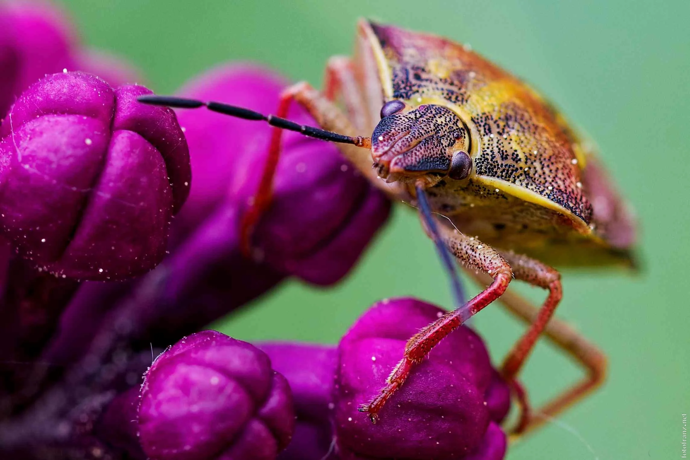 Nahaufnahme eines Insekts auf einer pinken Blüte