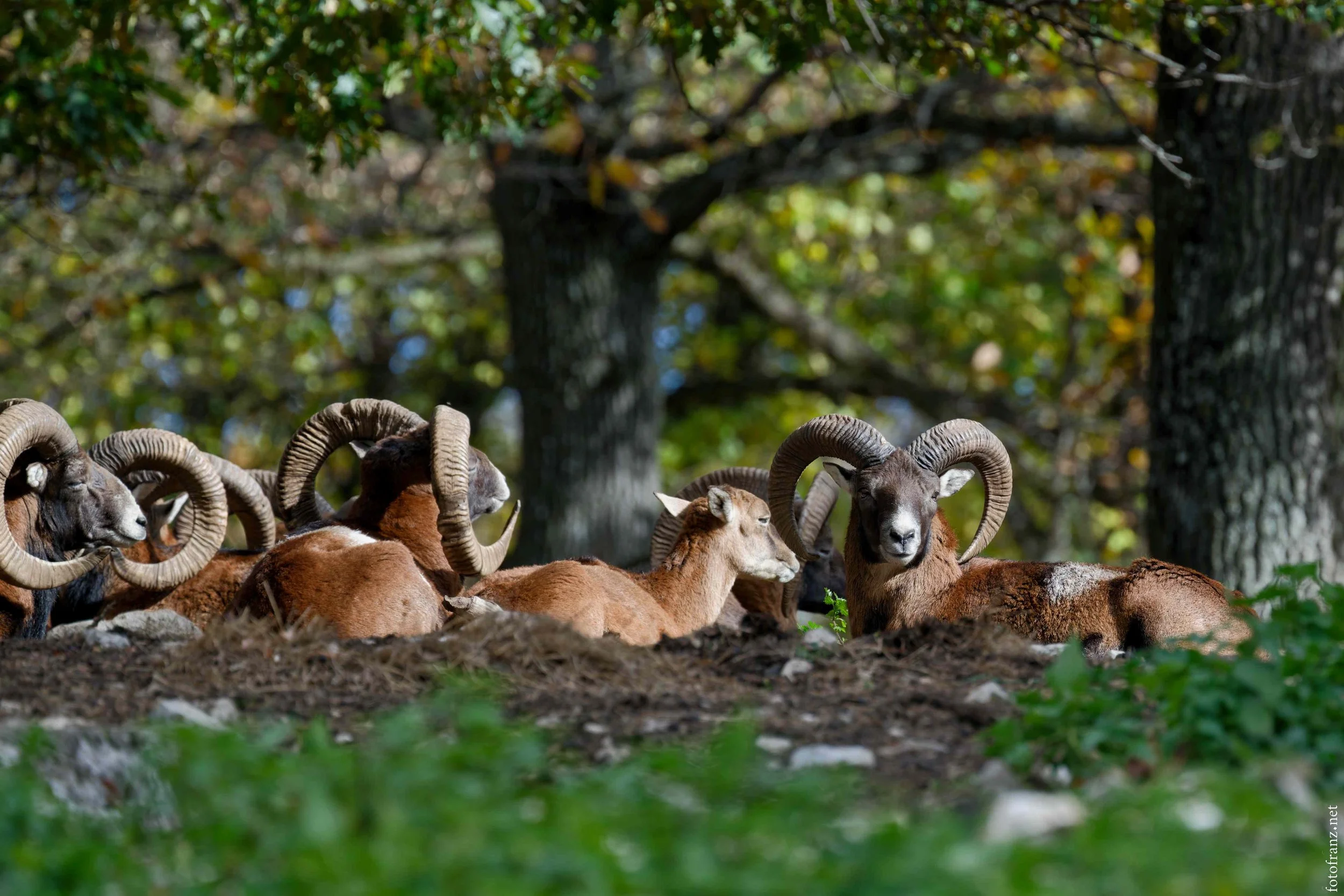 Mehrere Mufflons liegen im Schatten unter Bäumen, im Vordergrund grüne Pflanzen.