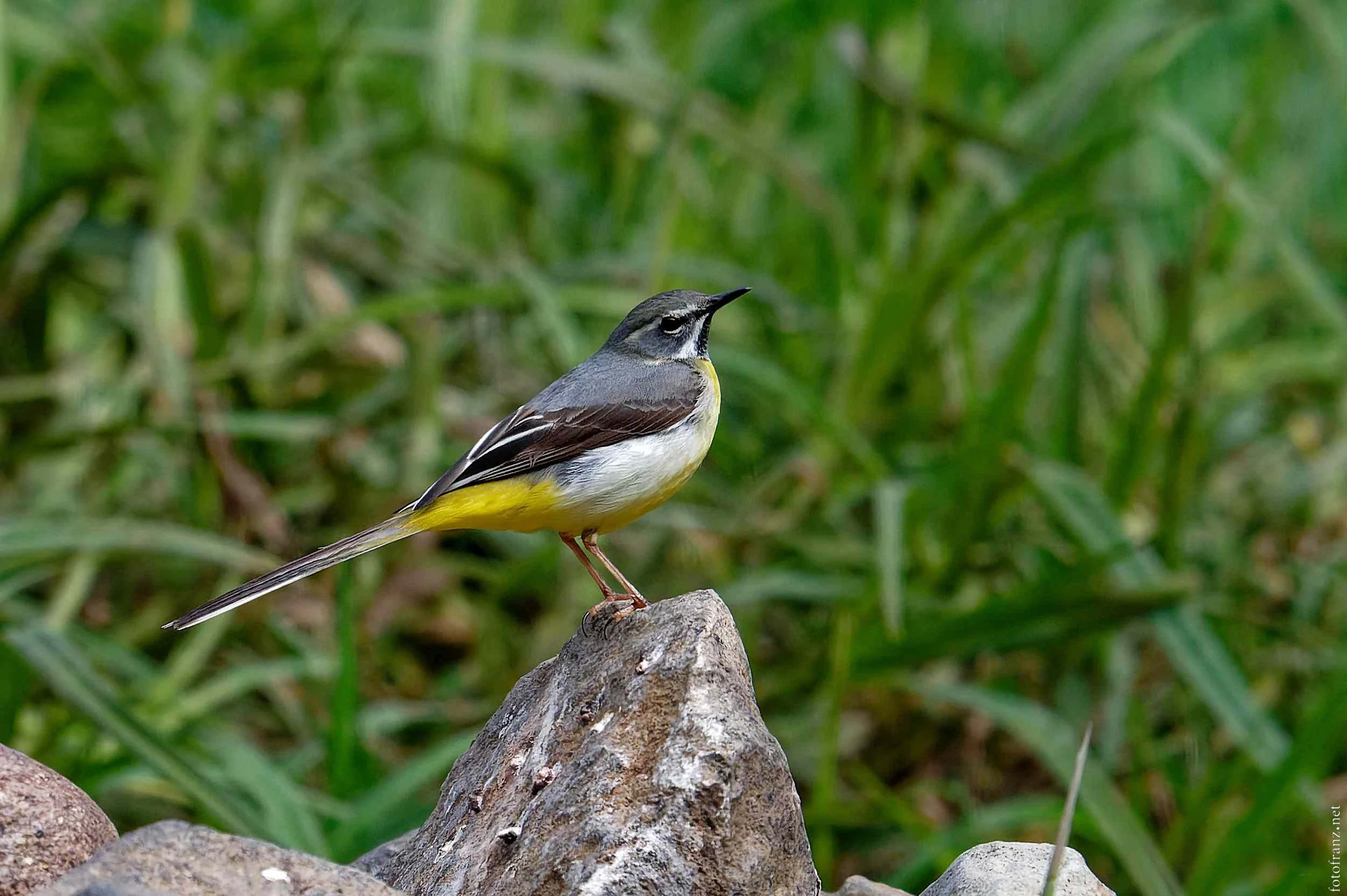 Ein kleiner Vogel mit gelbem Bauch, grauem Rücken und schwarzen Flügeln sitzt auf einem Stein vor grüner Pflanzenkulisse.