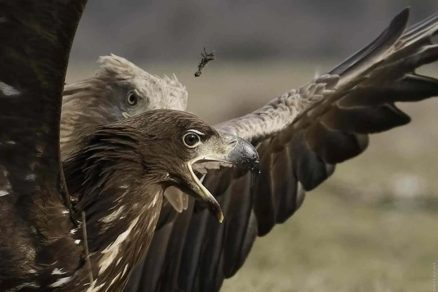 Ein Adler mit offener Schnabel und ausgebreiteten Flügeln in Nahaufnahme