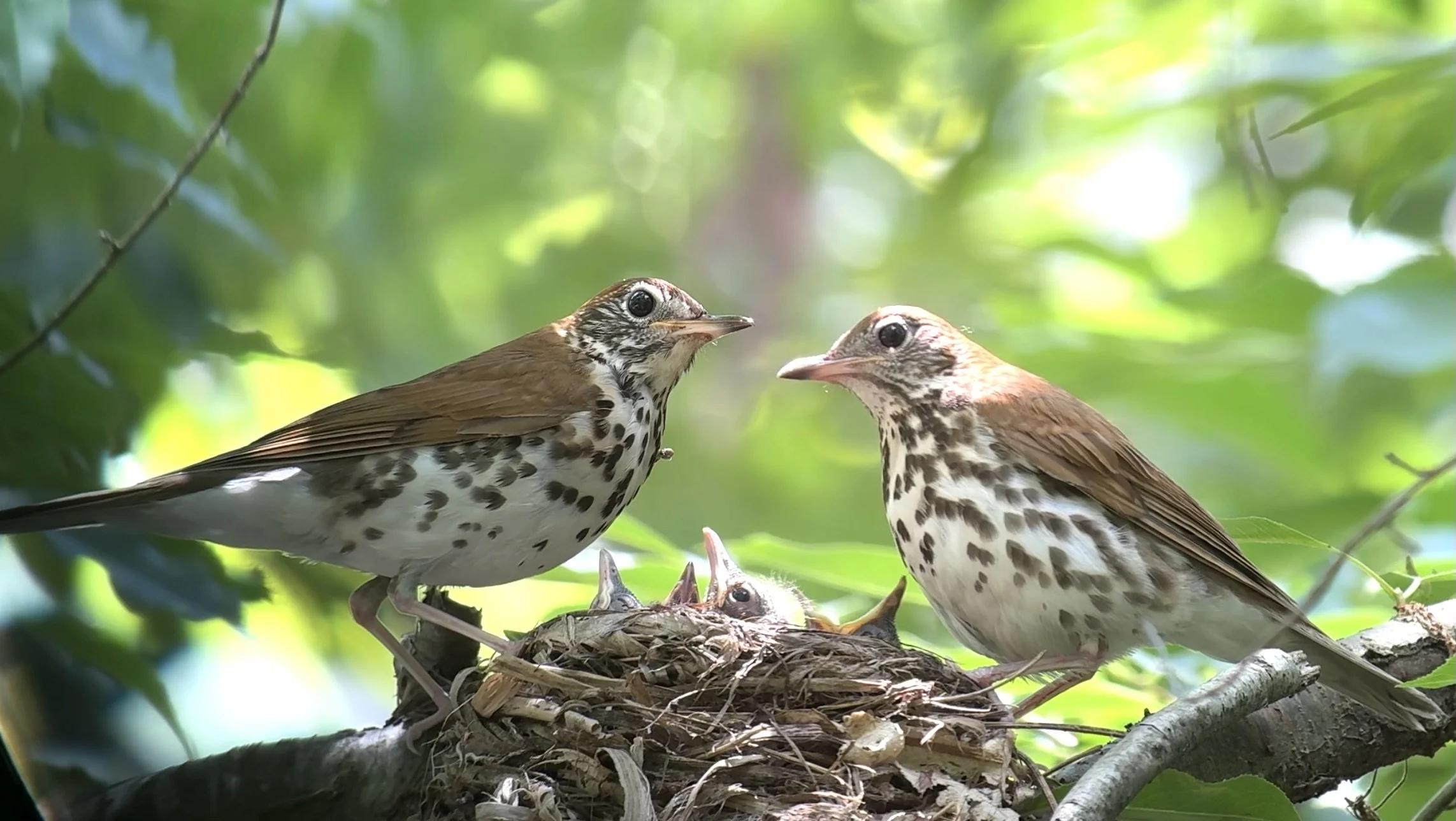 Protect Birds from Window Collisions
