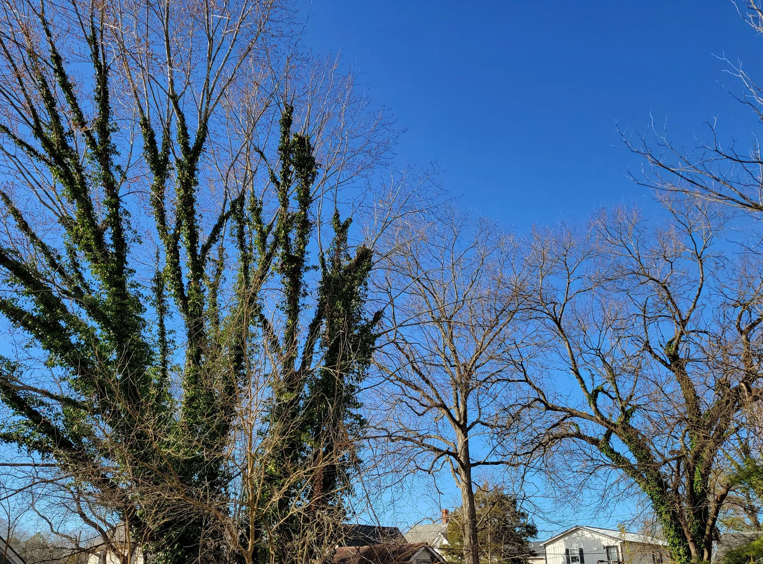 Invasive and Native Plants Basics