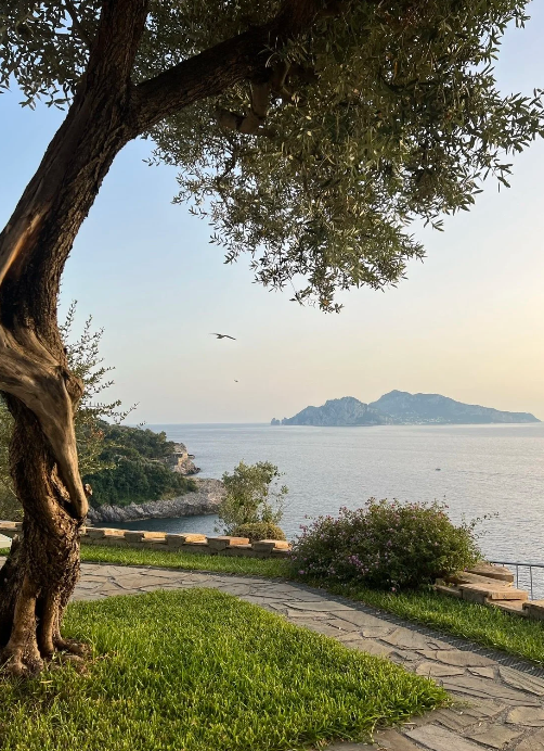 A large tree with green leaves and a thick trunk overhangs a seaside landscape. In the background, there is a body of water with a distant island or mountain, and a bird is flying in the sky during sunset or early evening.