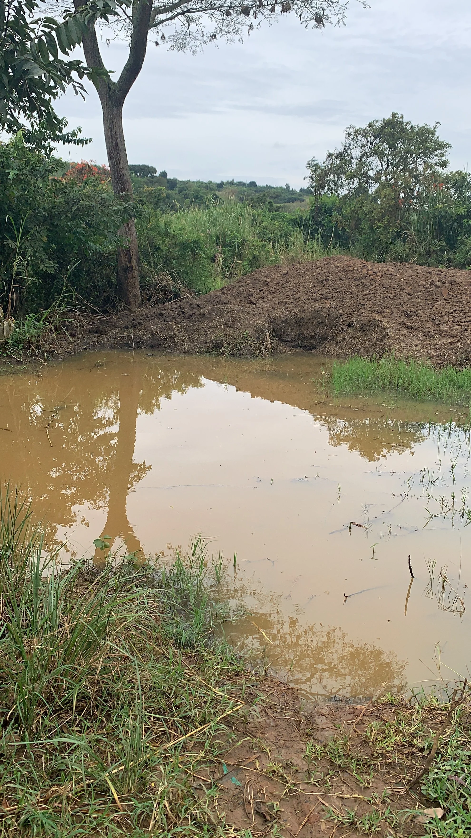 Actual water hole where people drink from
