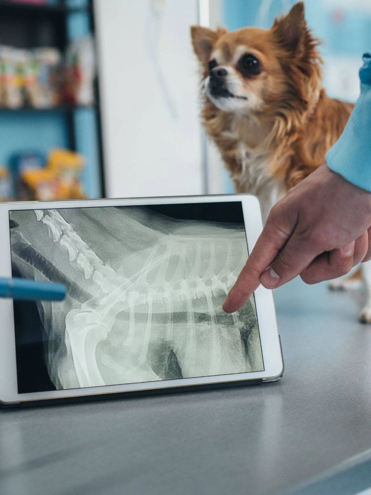 a-veterinarian-is-engaged-with-an-iPad.jpg