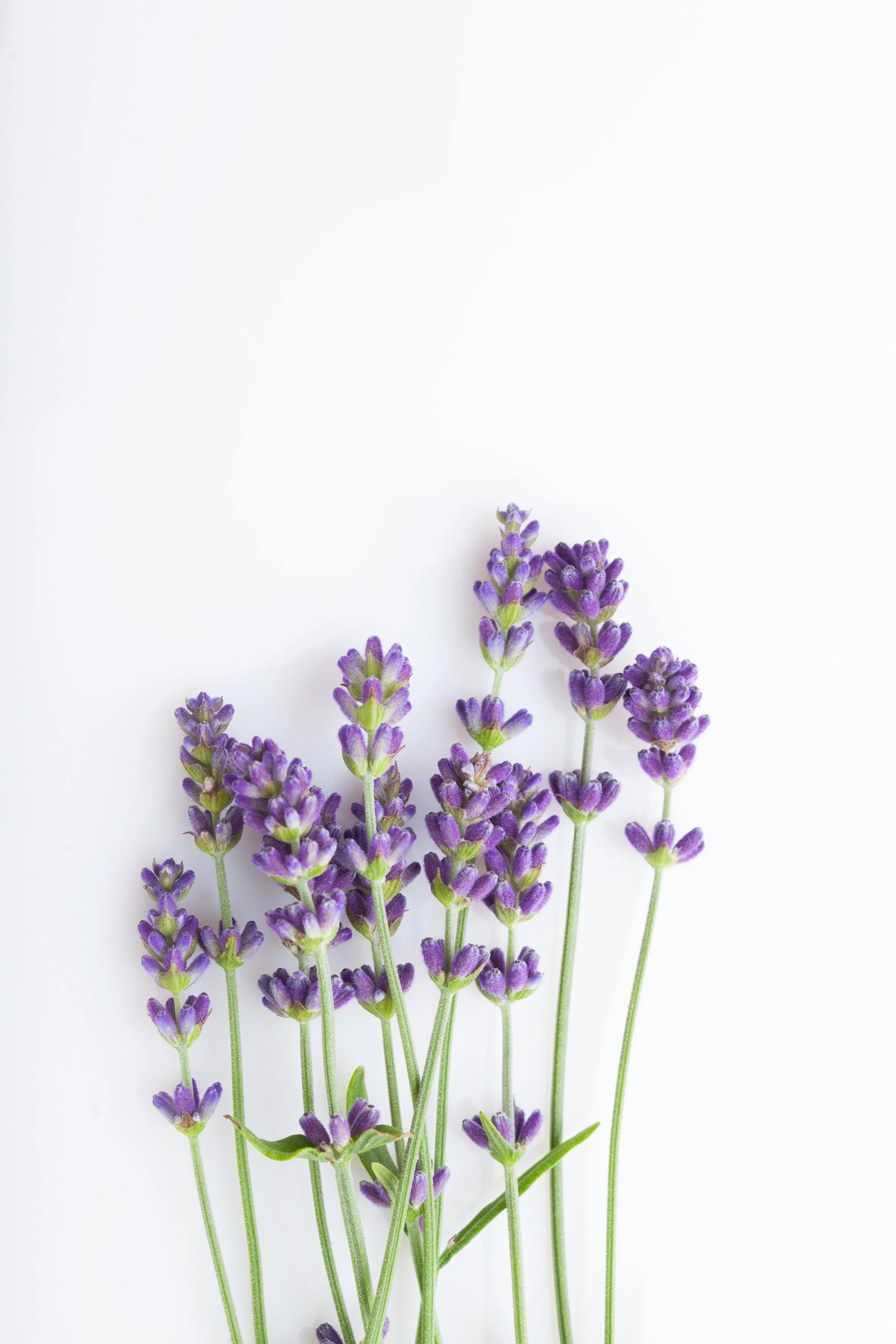 Bunch of lavender flowers with purple blossoms against a white background.