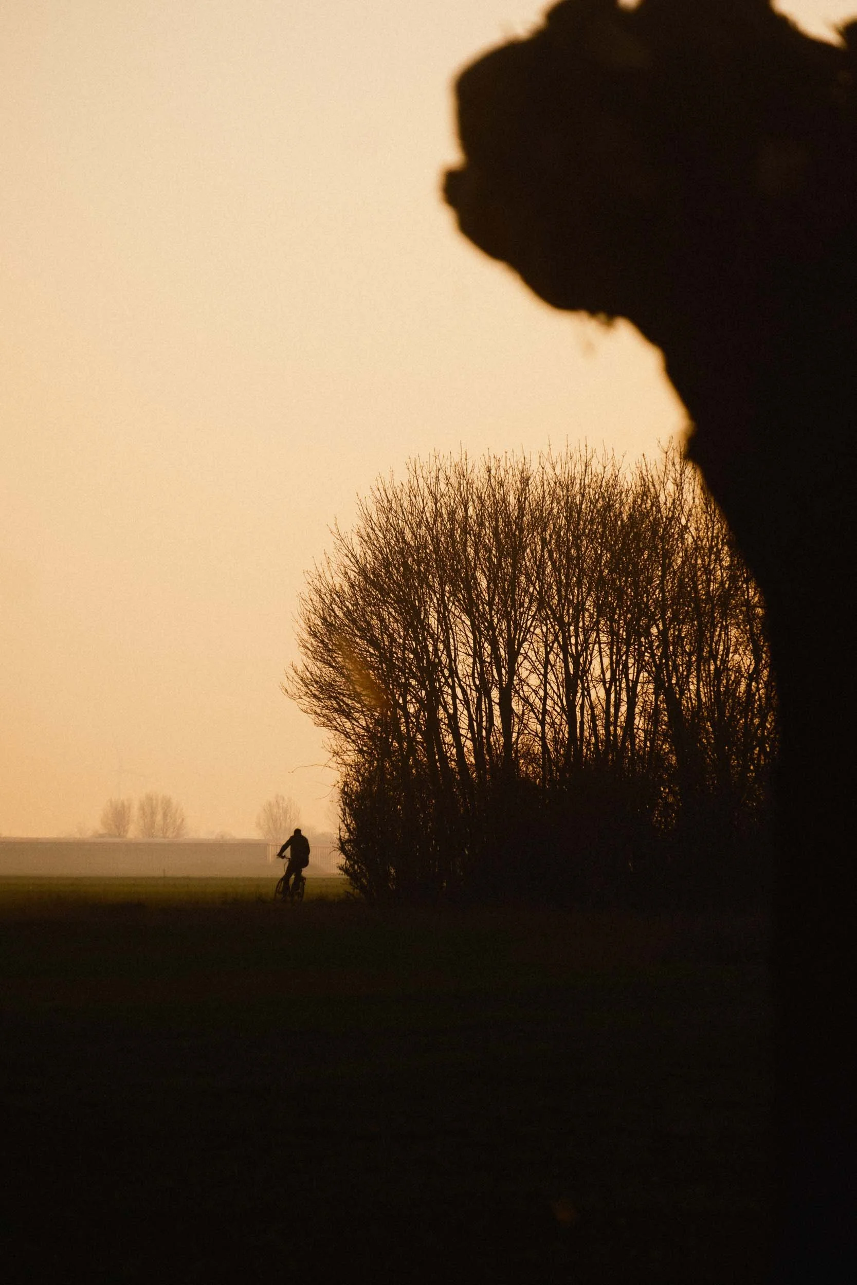 person cycles past trees near t woudt during sunset