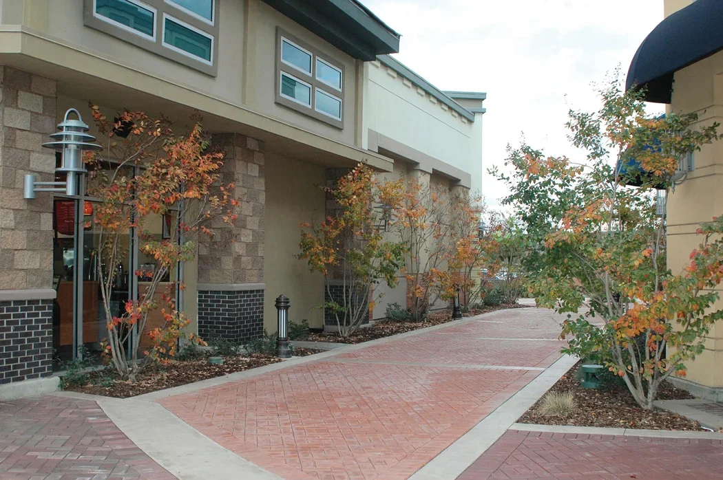 Xngs-1207-falltree-walk.webp