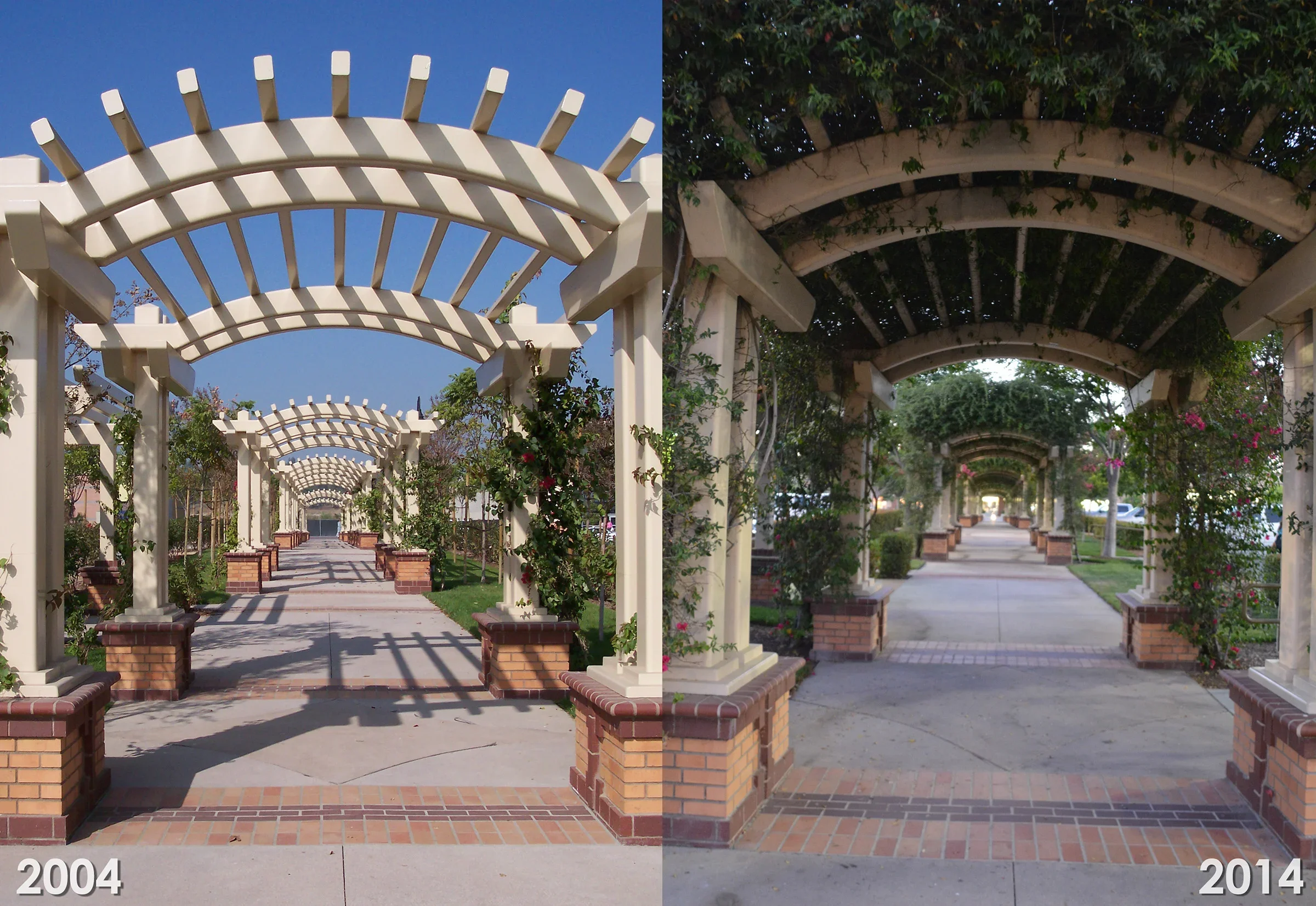 Crossings-vine+arbor+walk-10years.webp