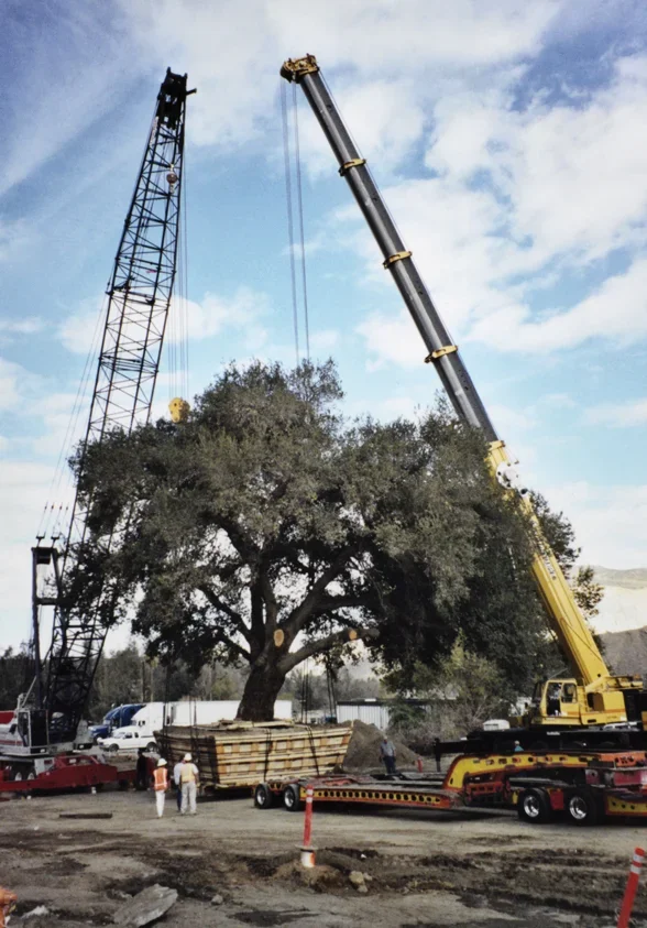 crossings-oakcranes.webp