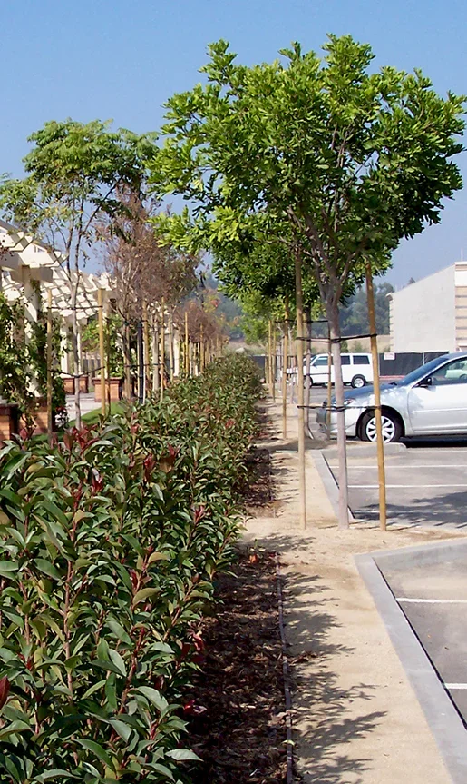 Xngs-treetriangles-crop.webp