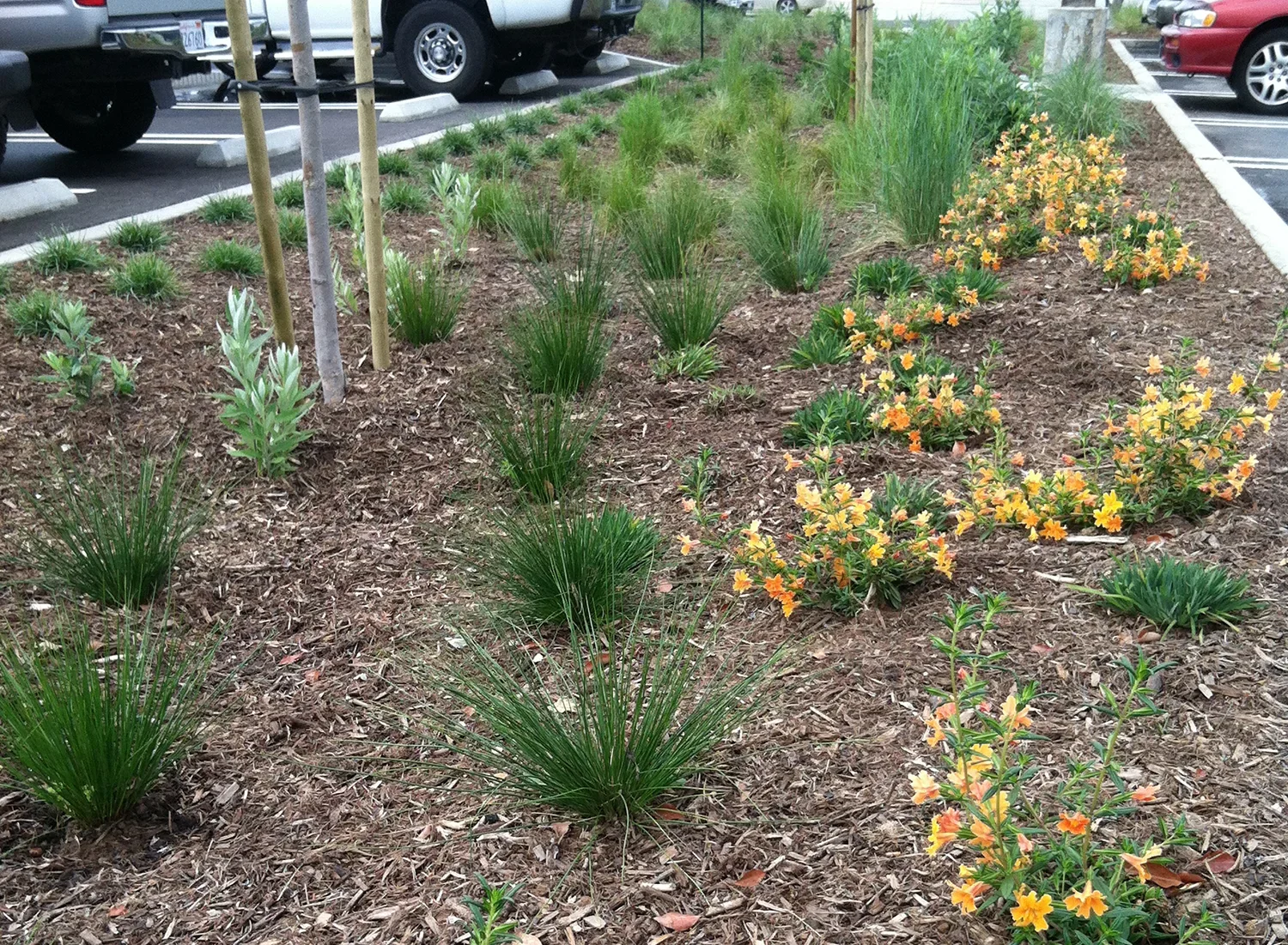 AM-bioswale-2.webp