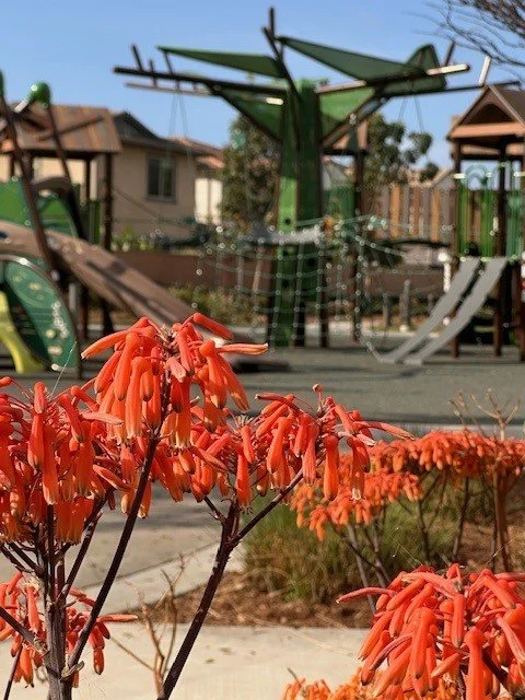 Franklin Pk - blooms 2.jpg