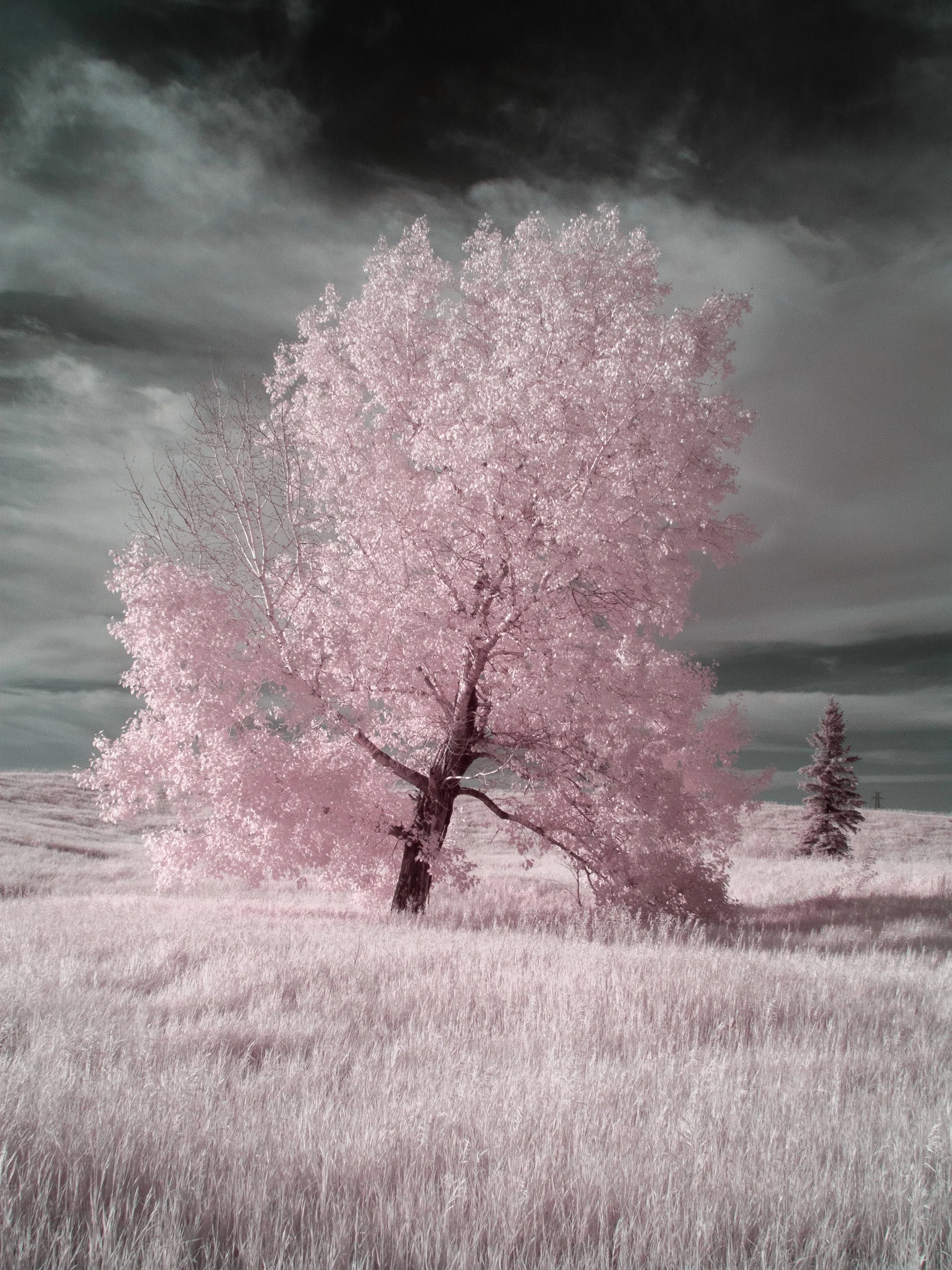 2024-06-17 - IR-7.jpg