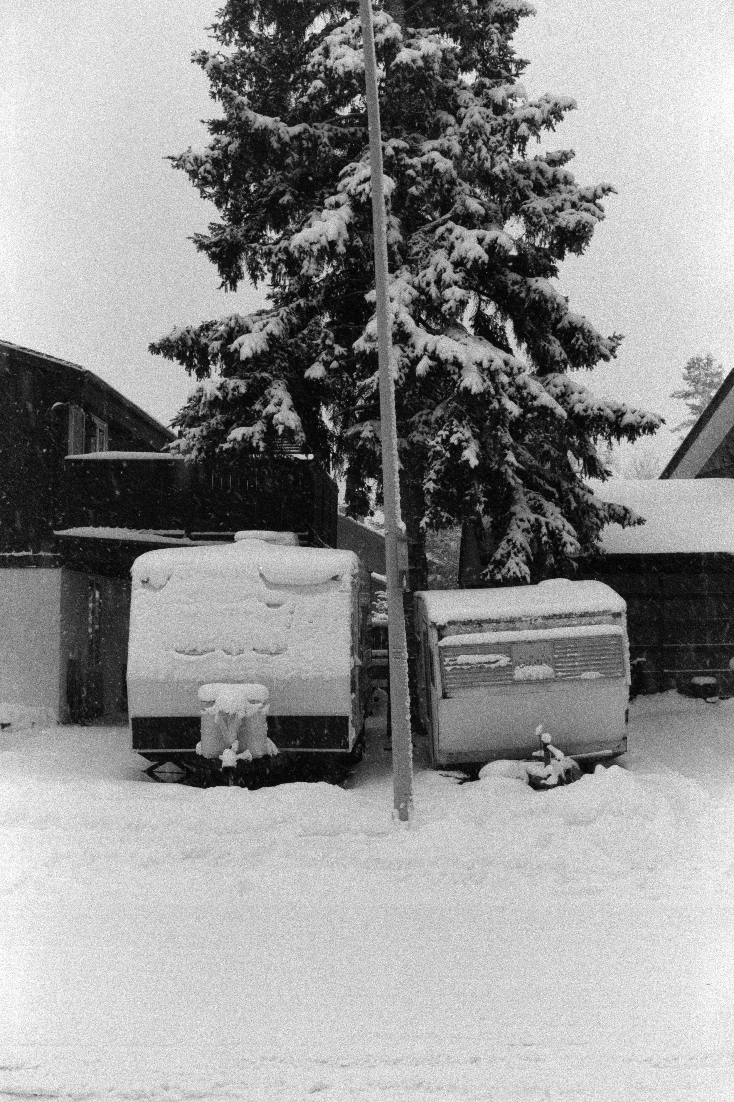 2024-03-20 - Lady Grey-3.jpg