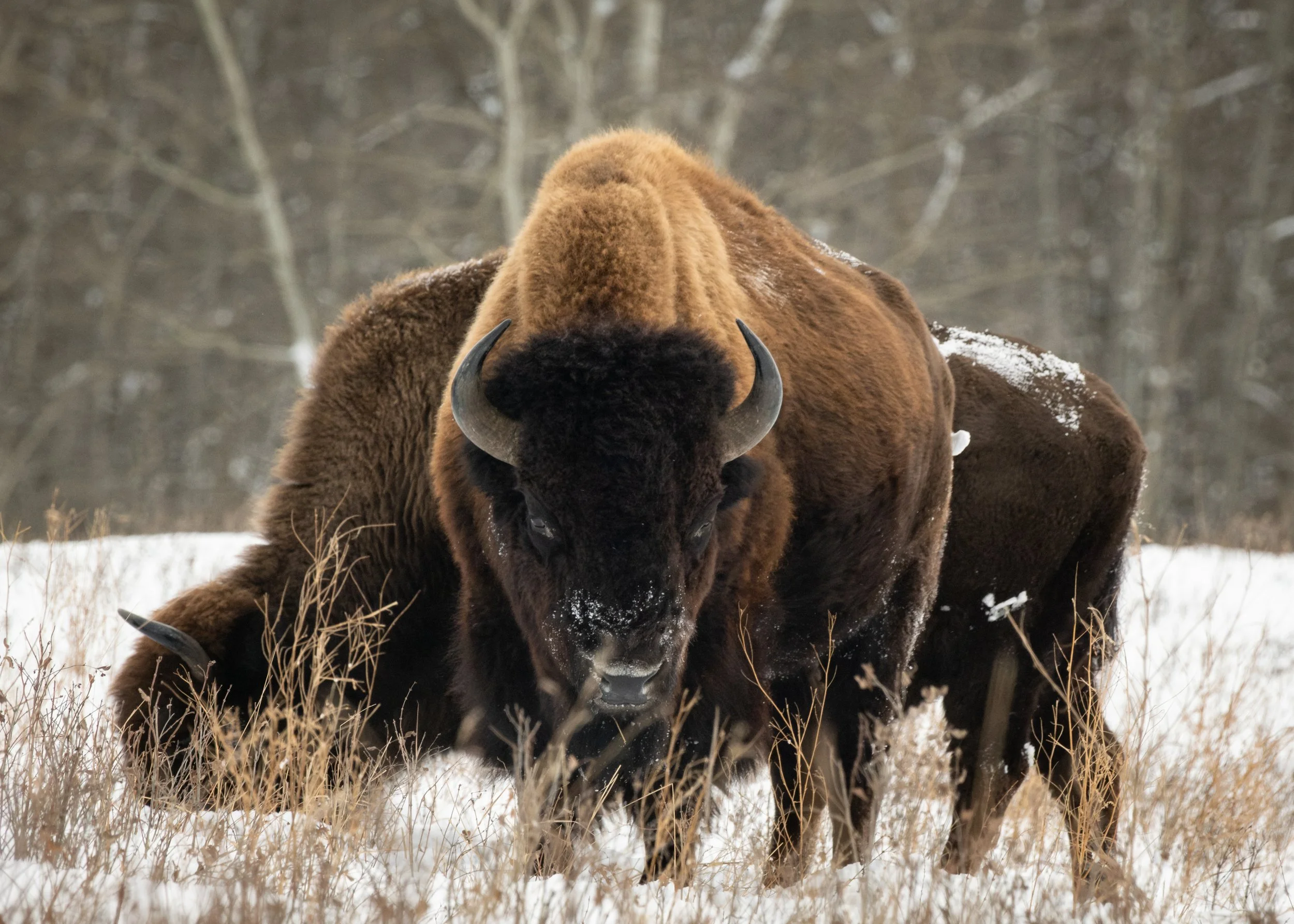 2025-12-09 - Bis-3.jpg