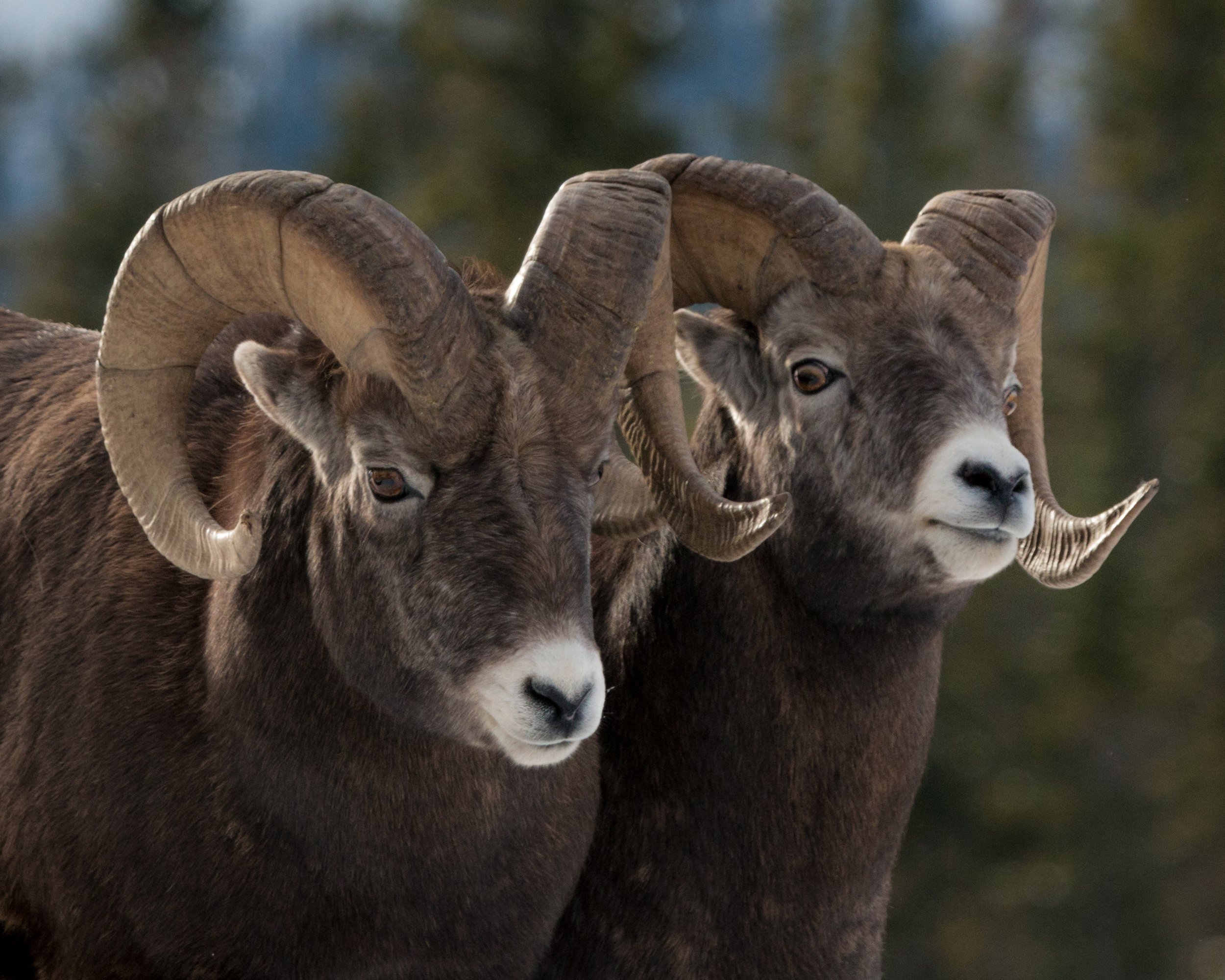 2018-11-24 - Sheep.jpg