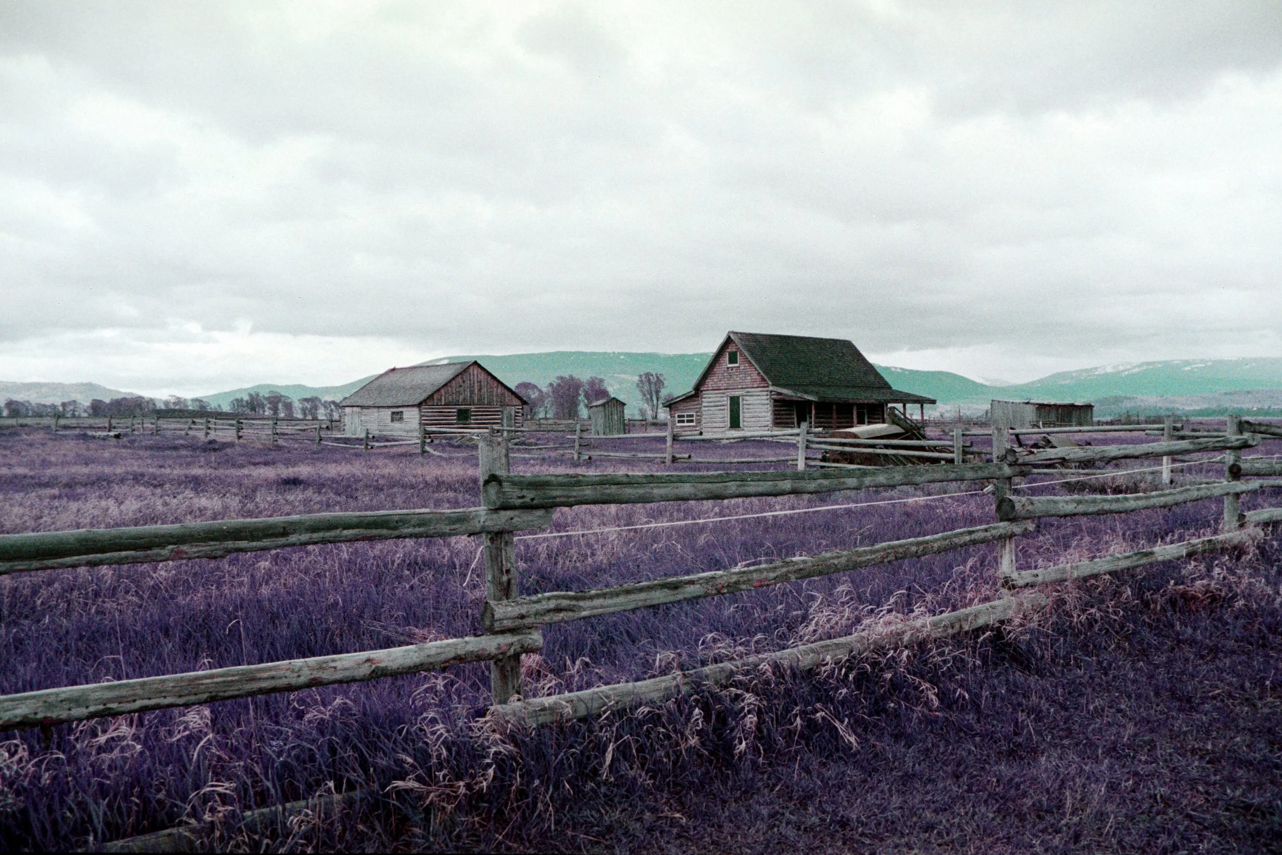 2024-07-09 - Purple-8.jpg