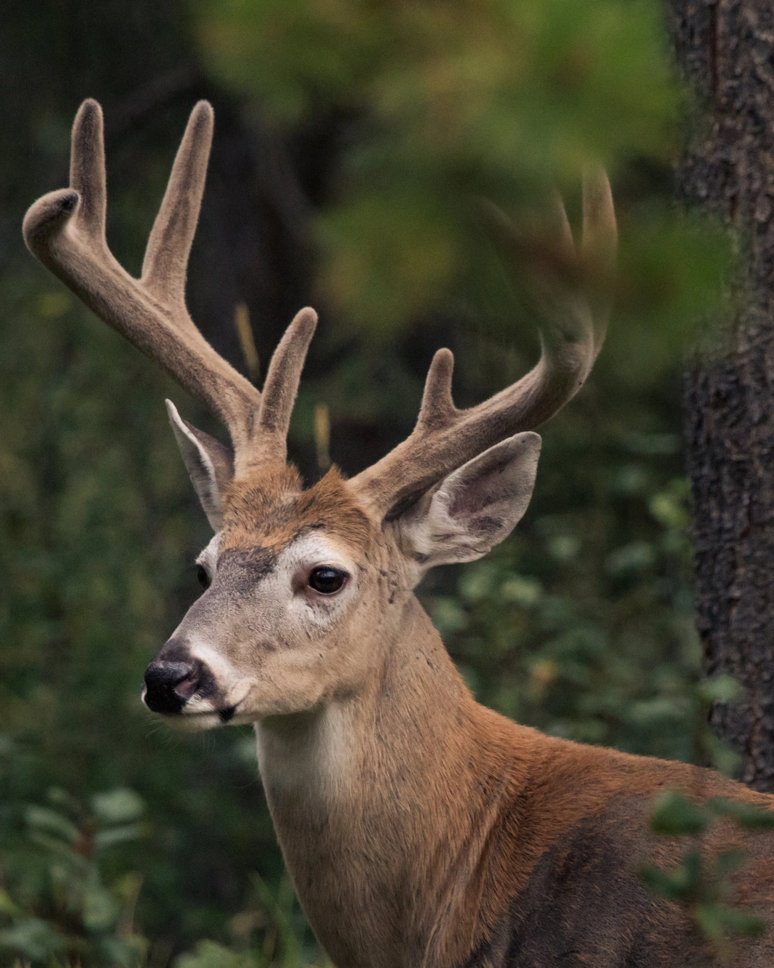 2018-09-02 - Buck I.jpg