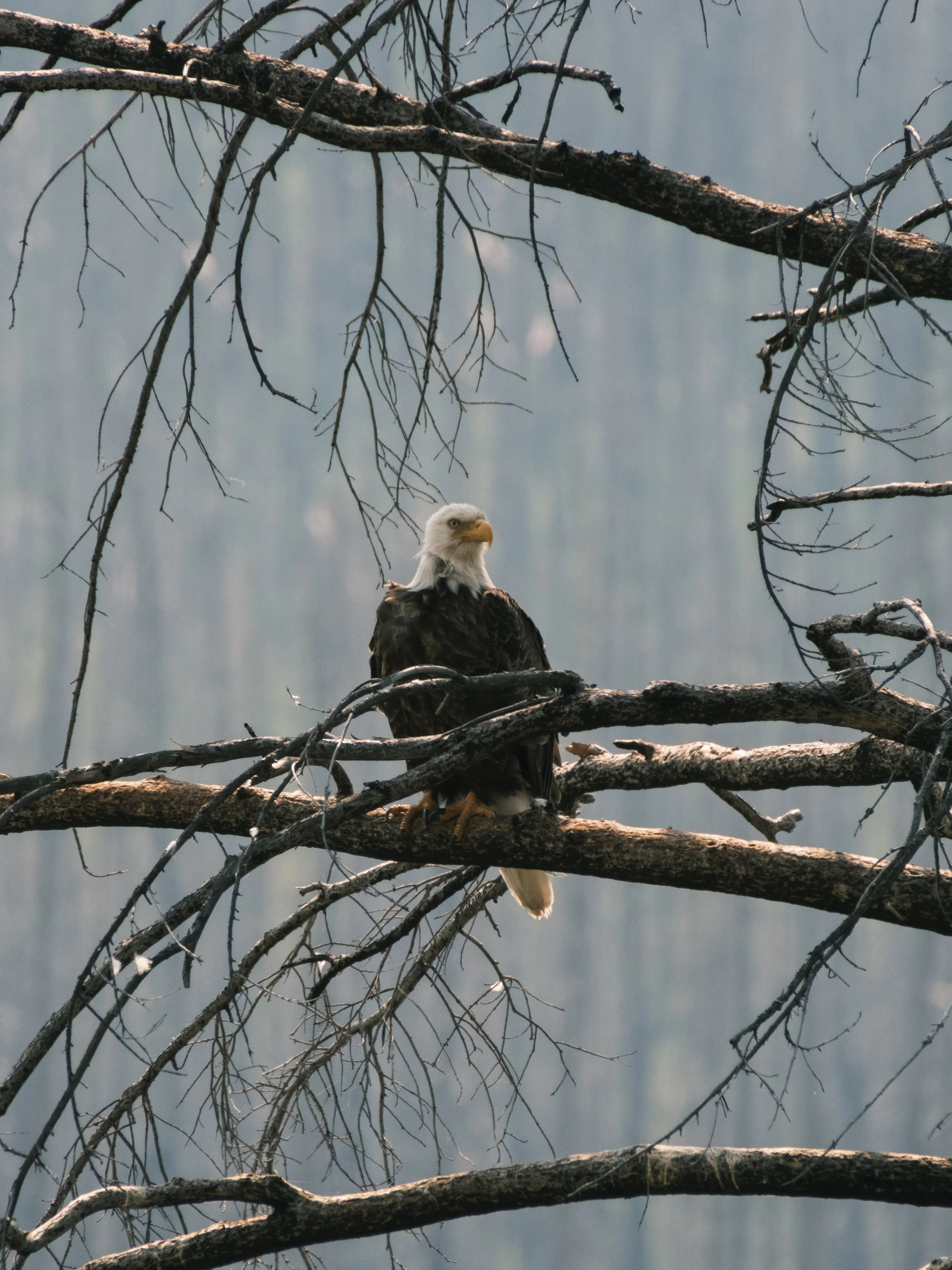 2024-07-29 - Jasper-7.jpg