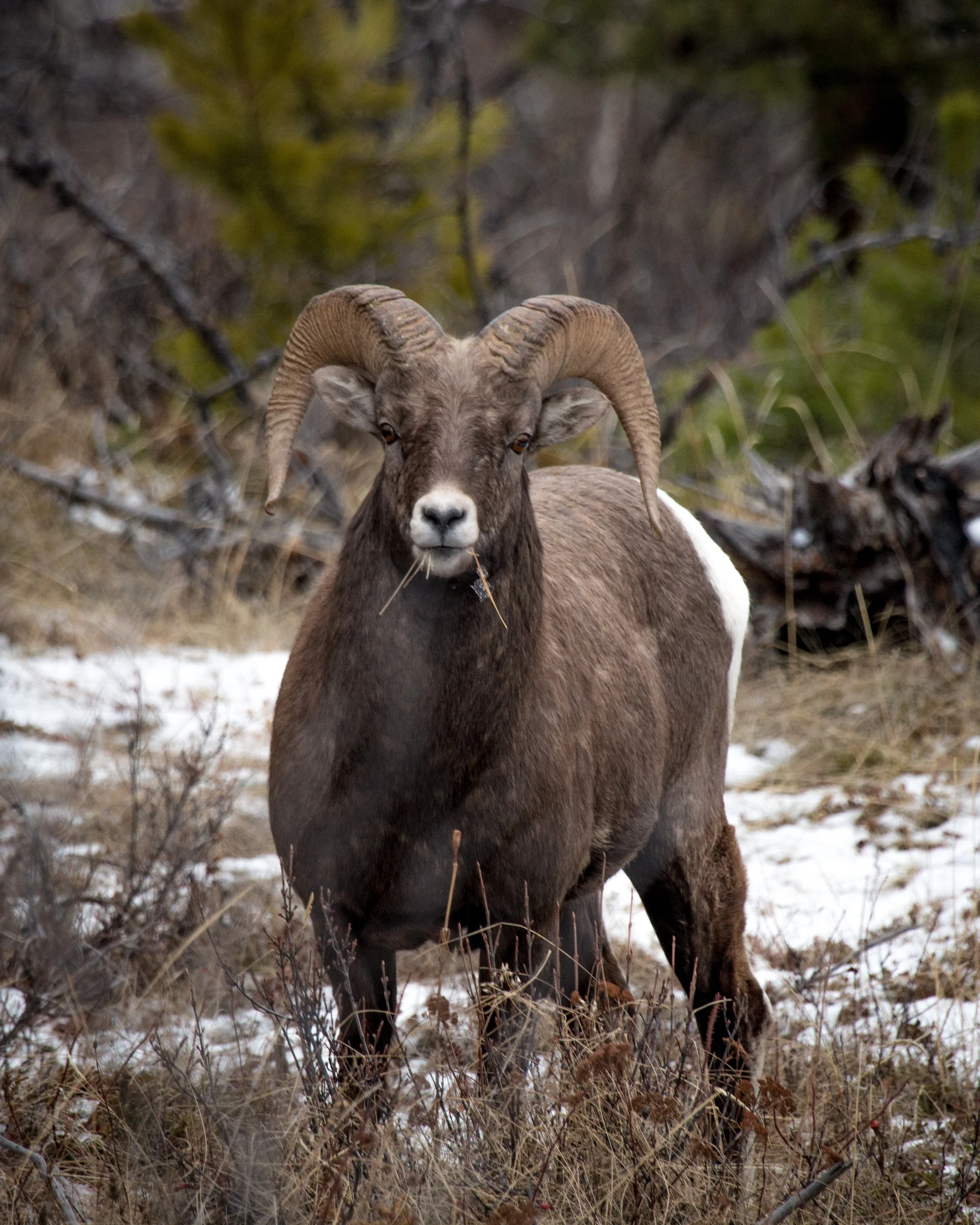 2019-09-01 - Sheep.jpg