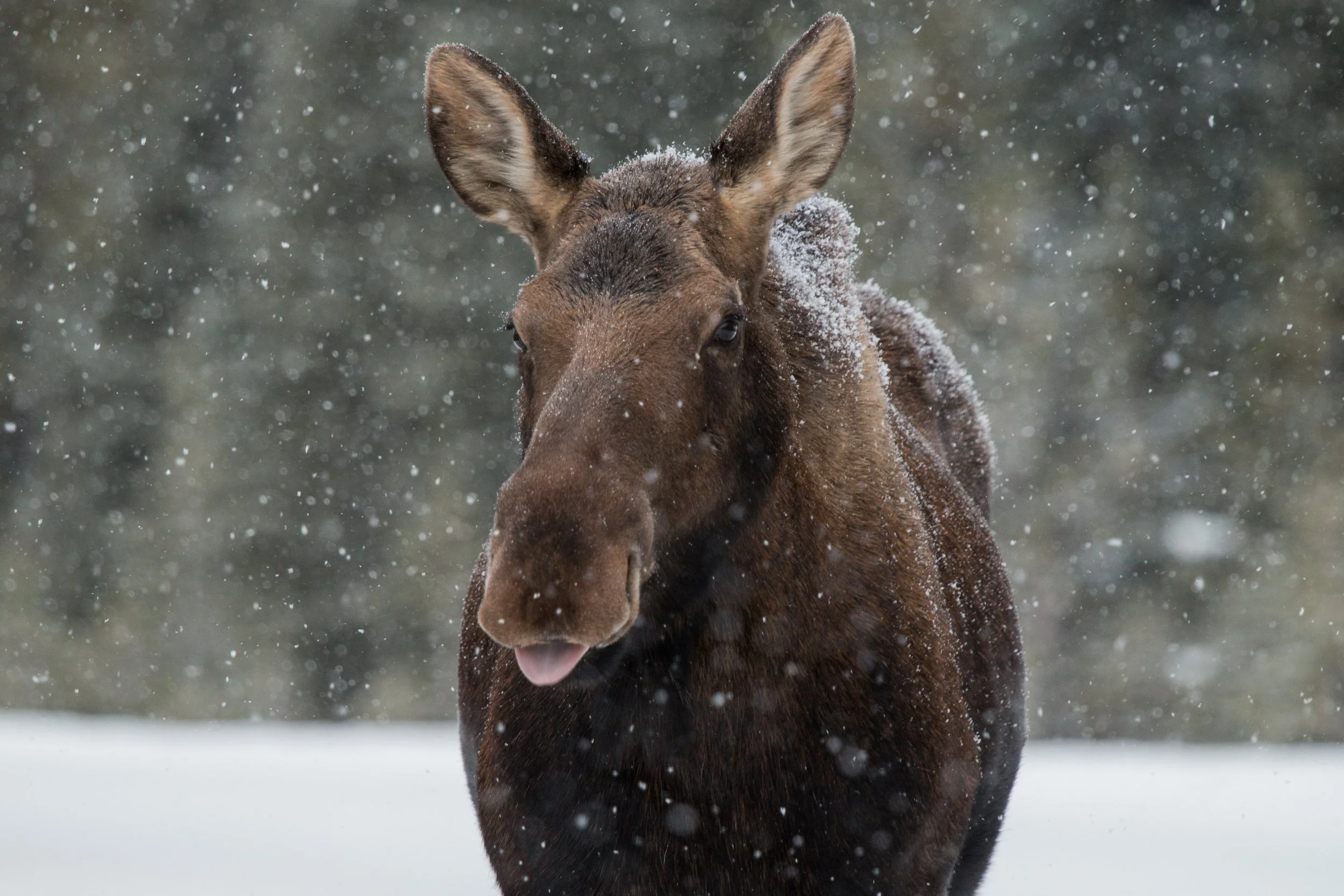 2018-09-02 - Moose Blep 2X3 I.jpg