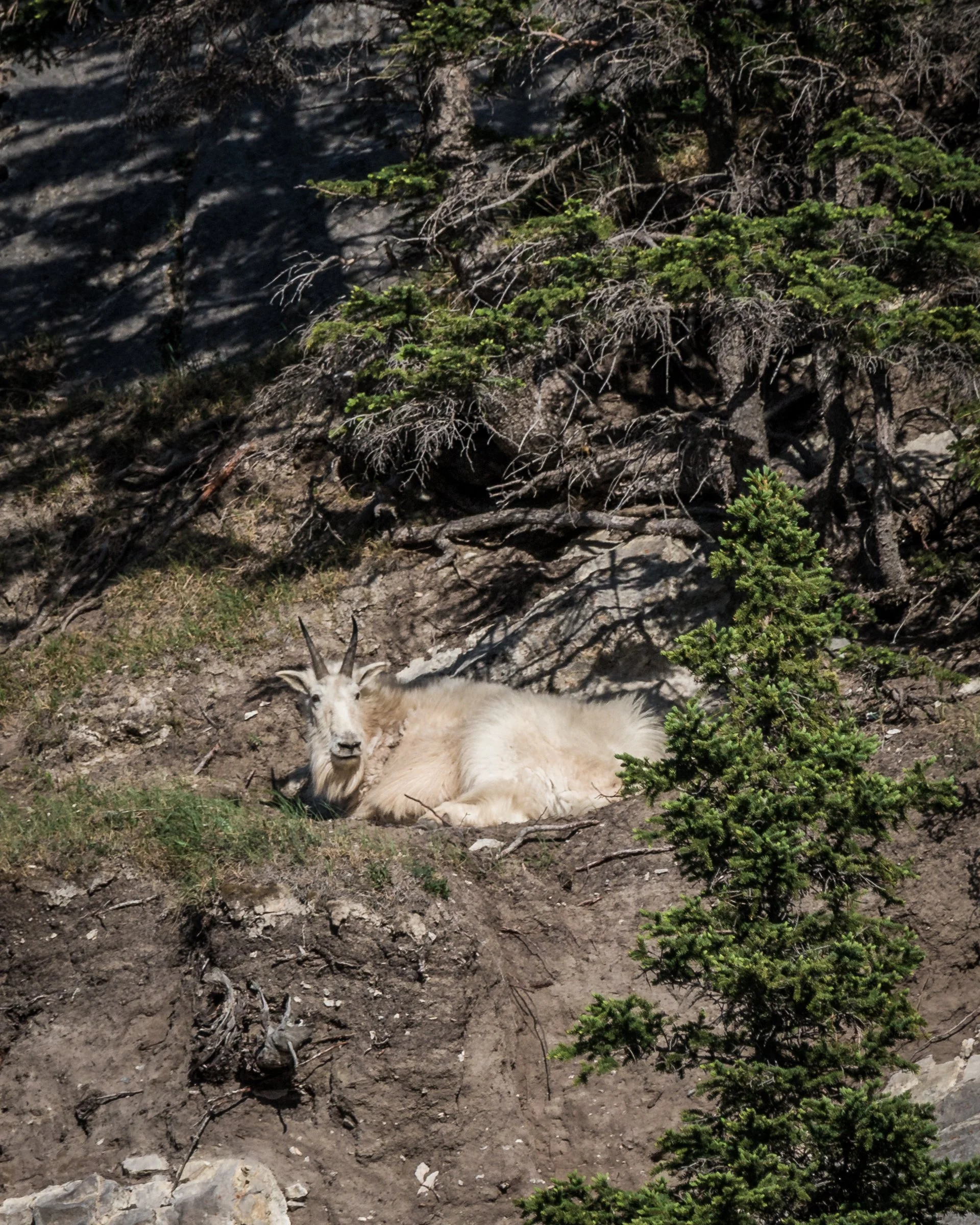 2019-12-21 - Goat.jpg