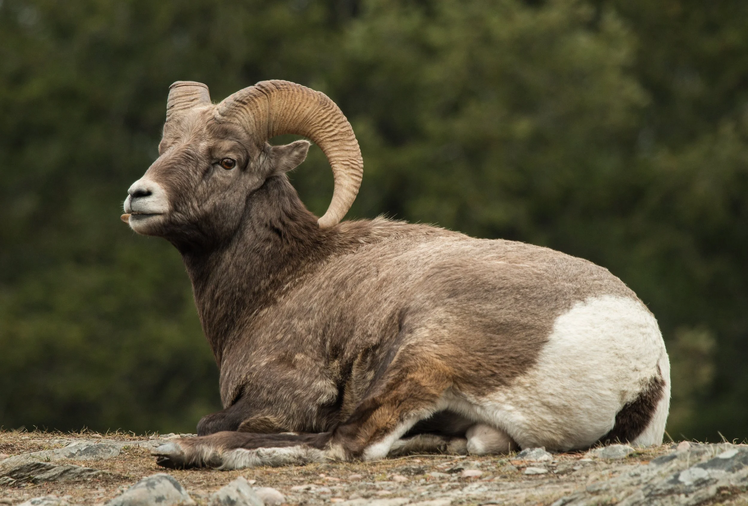 Mountain Sheep 2017-10-29.jpg