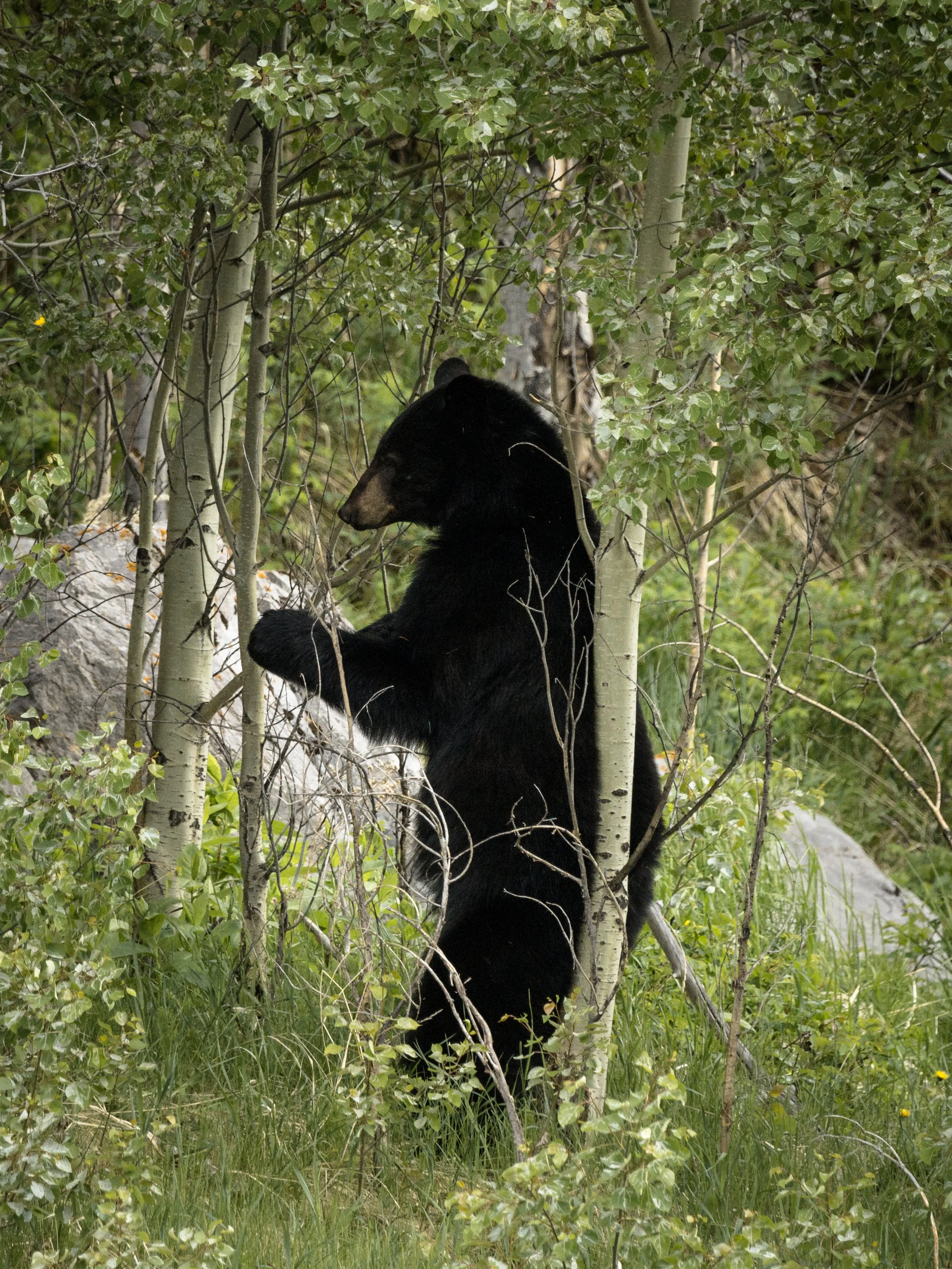 2019-09-29 - Bear.jpg