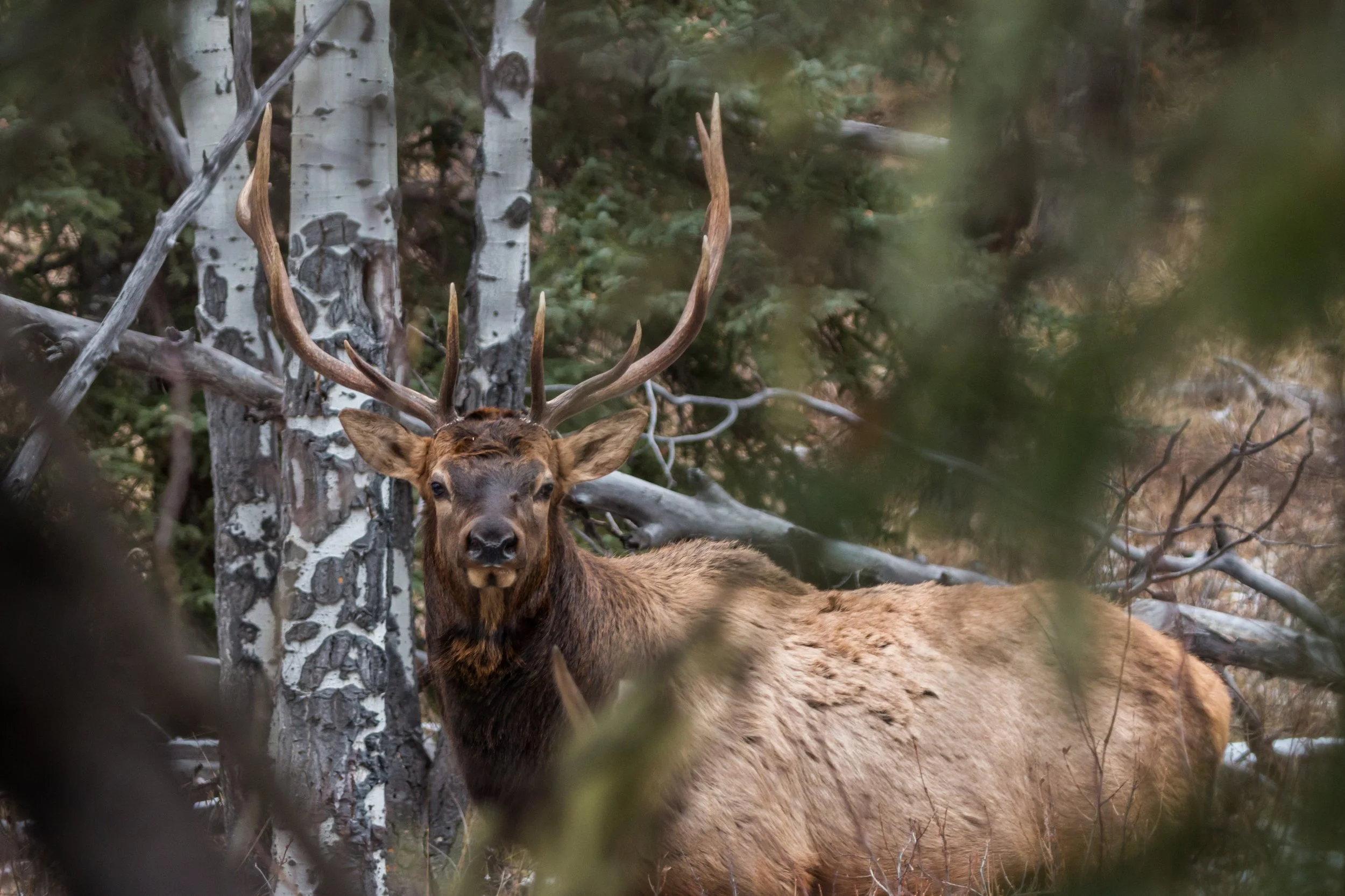 Elkage through Shrubage 2017-11-15.jpg