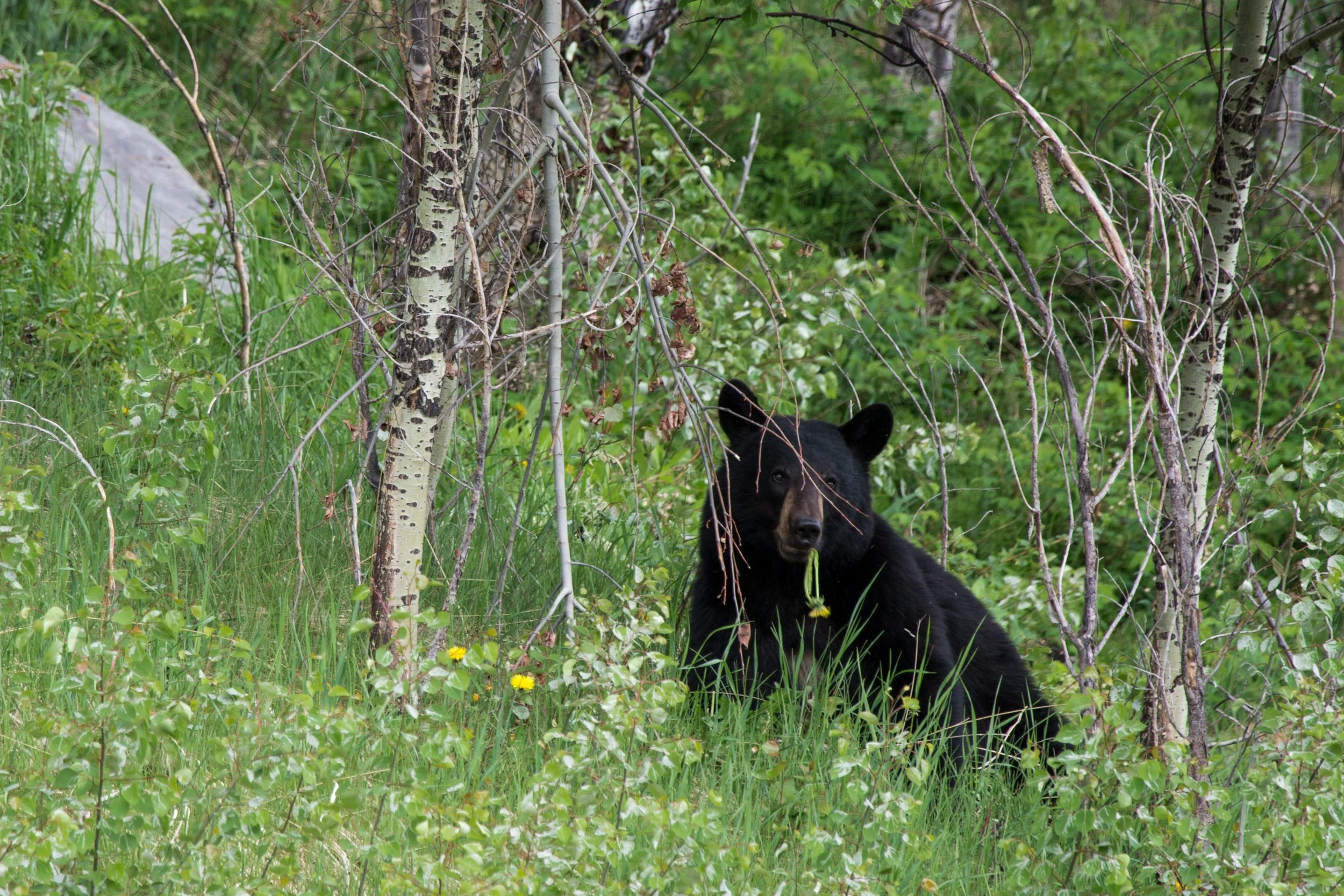 Bear IV 2018-06-05.jpg
