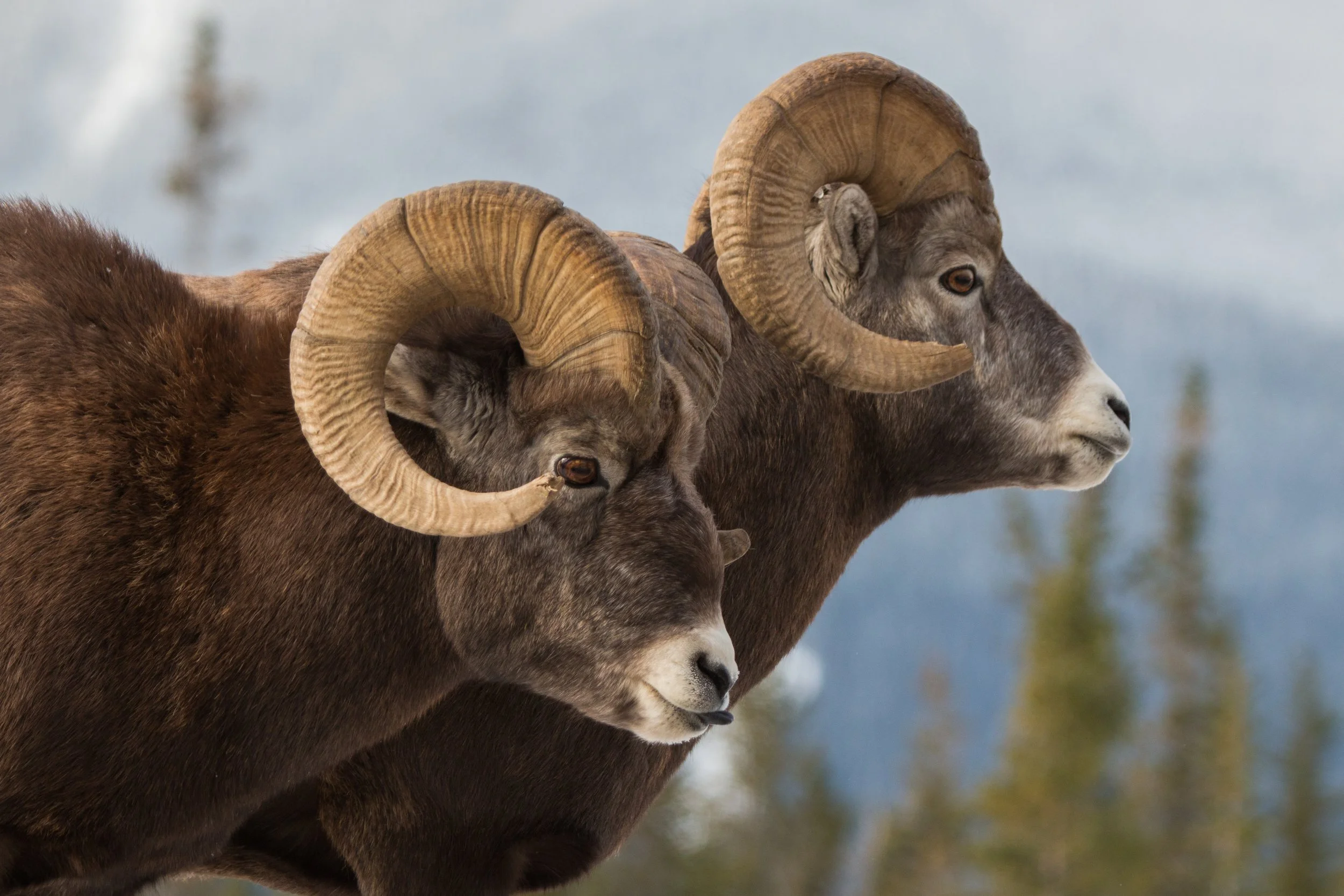 Sheep 2017-11-05.jpg