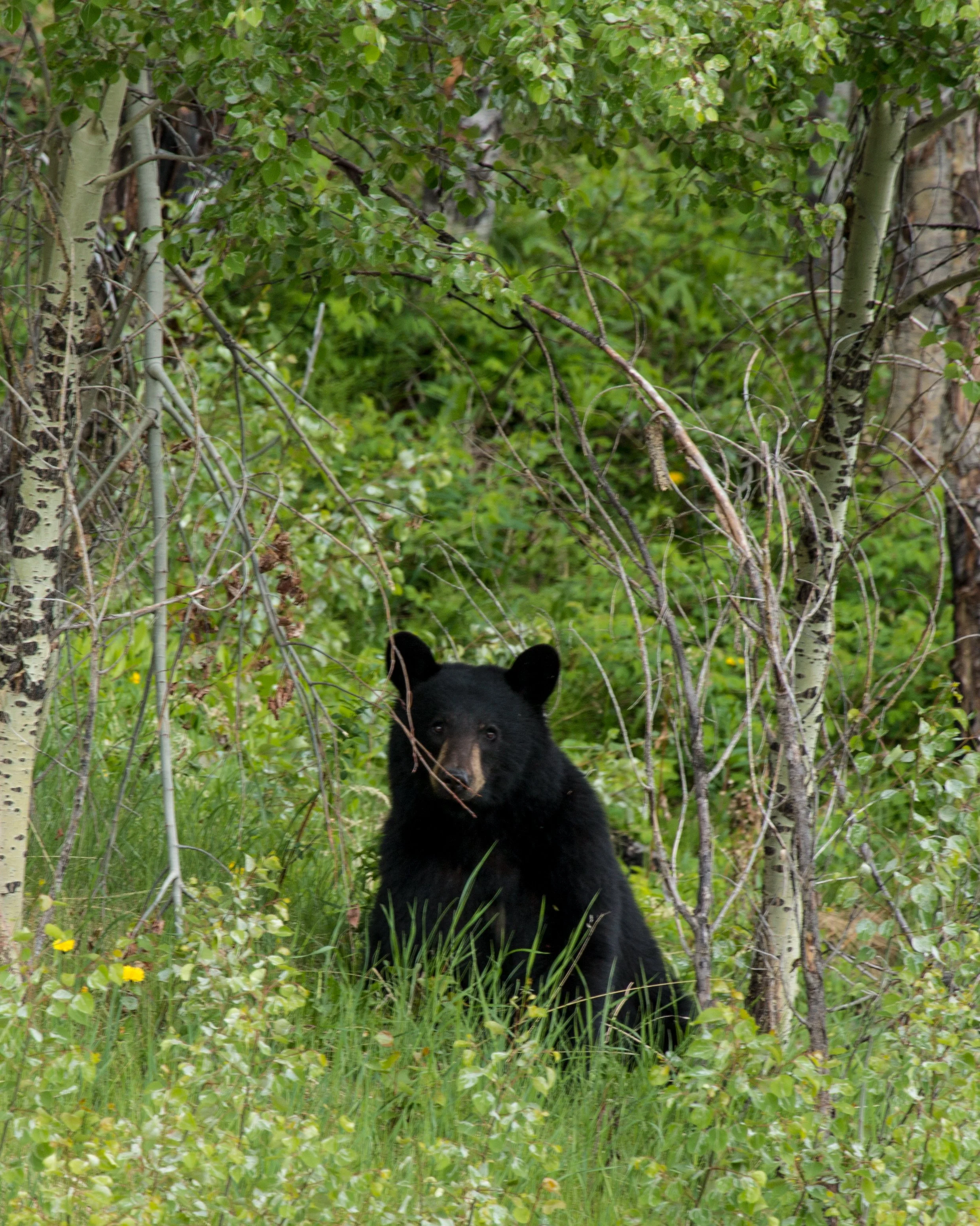 Bear IV 2018-06-04.jpg
