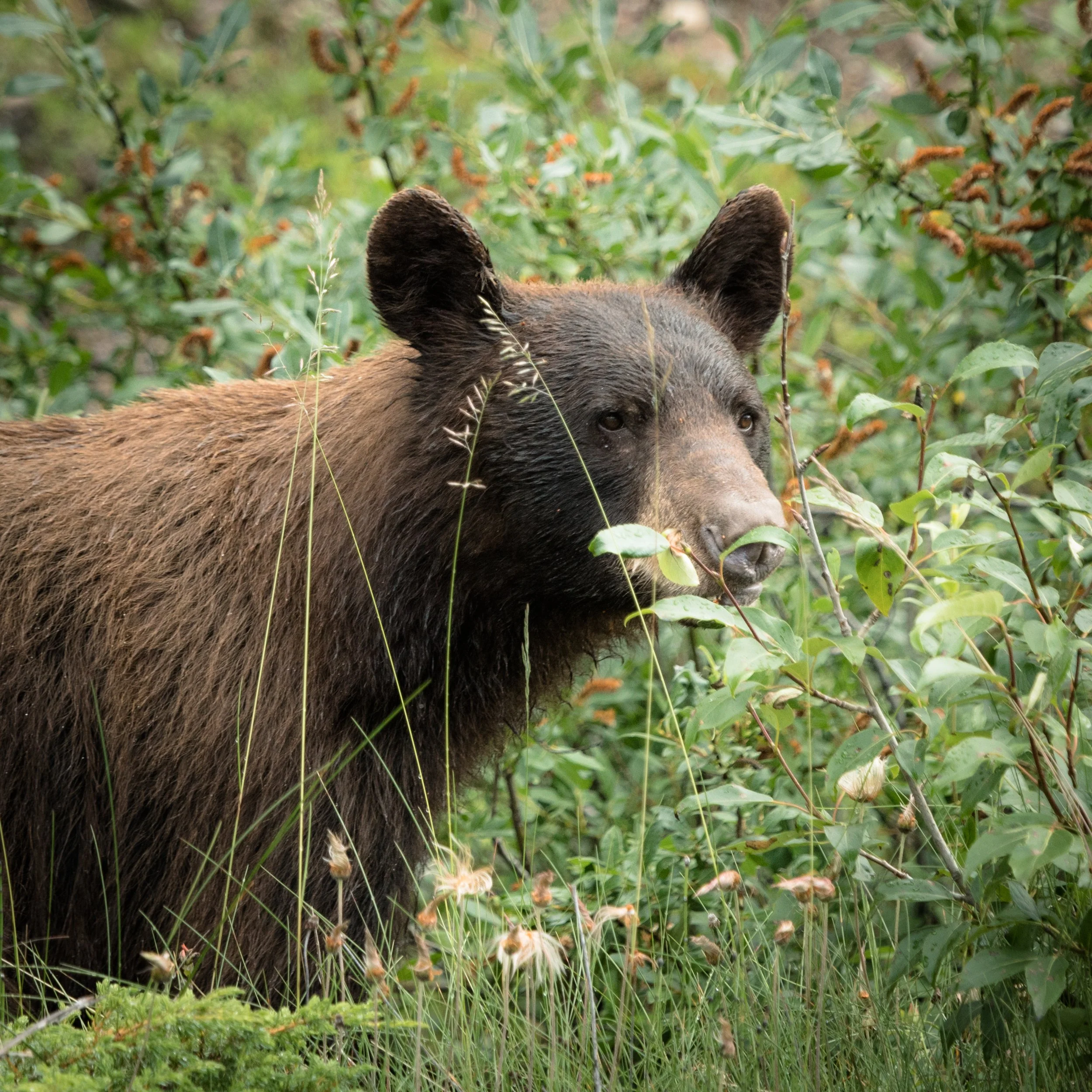 2020-07-27 - Bear III.jpg