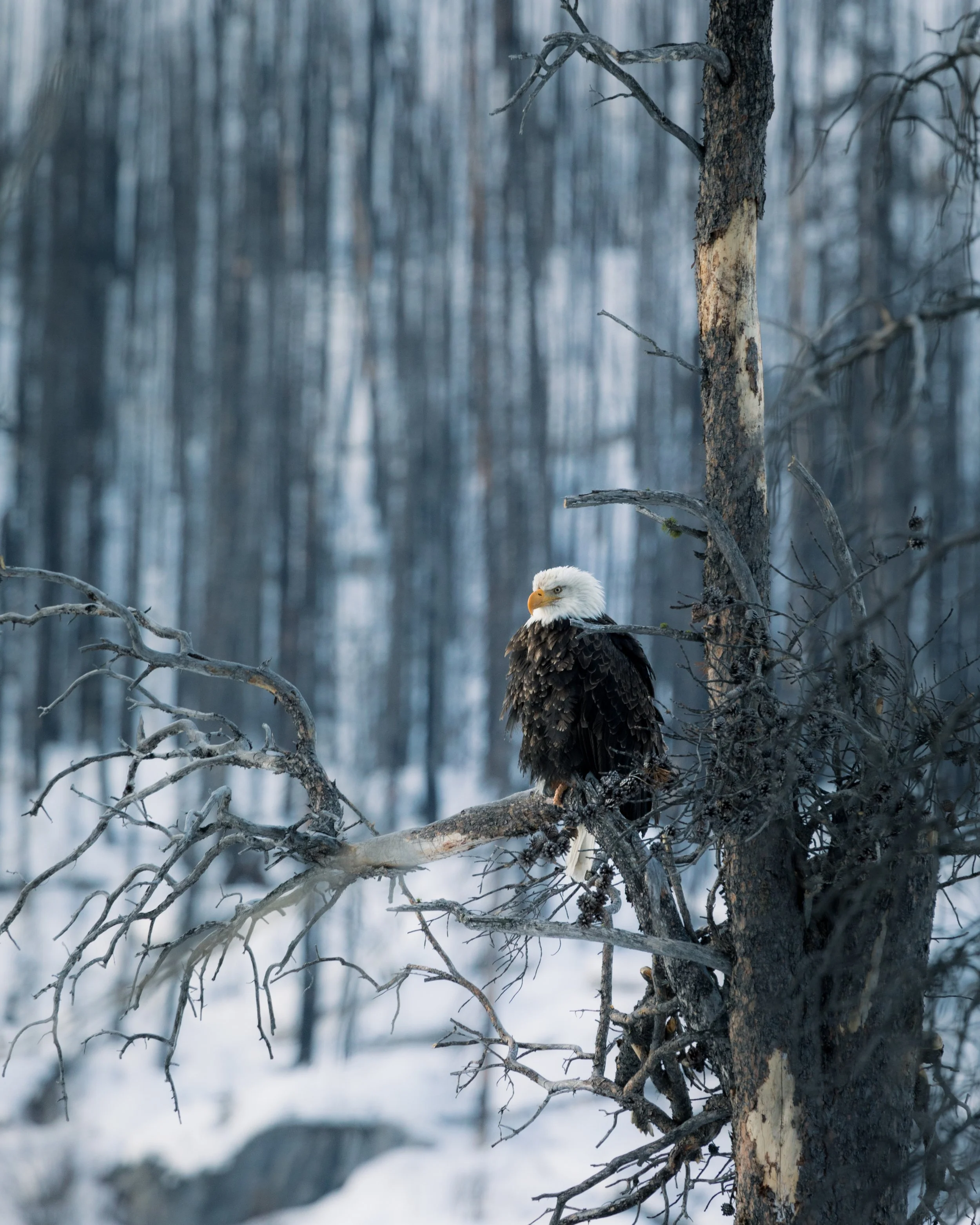 2020-03-18 - Eagle i.jpg