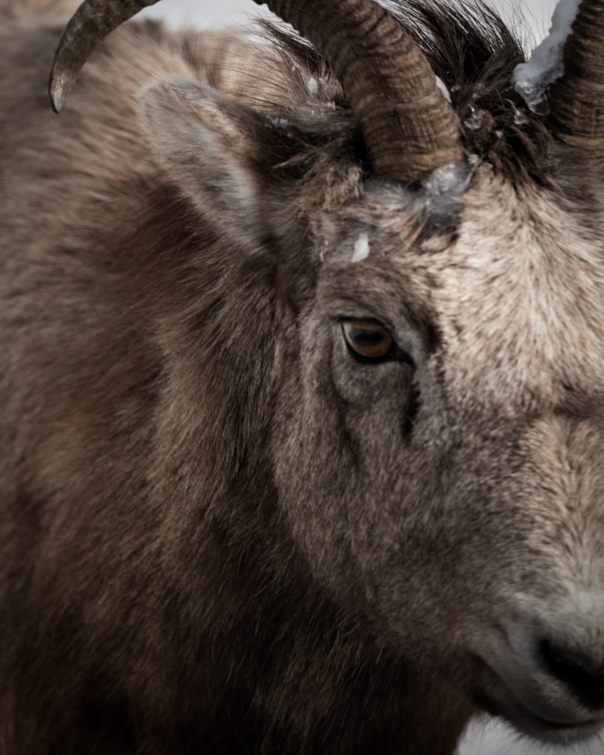 2020-02-17 - Sheep ii.jpg